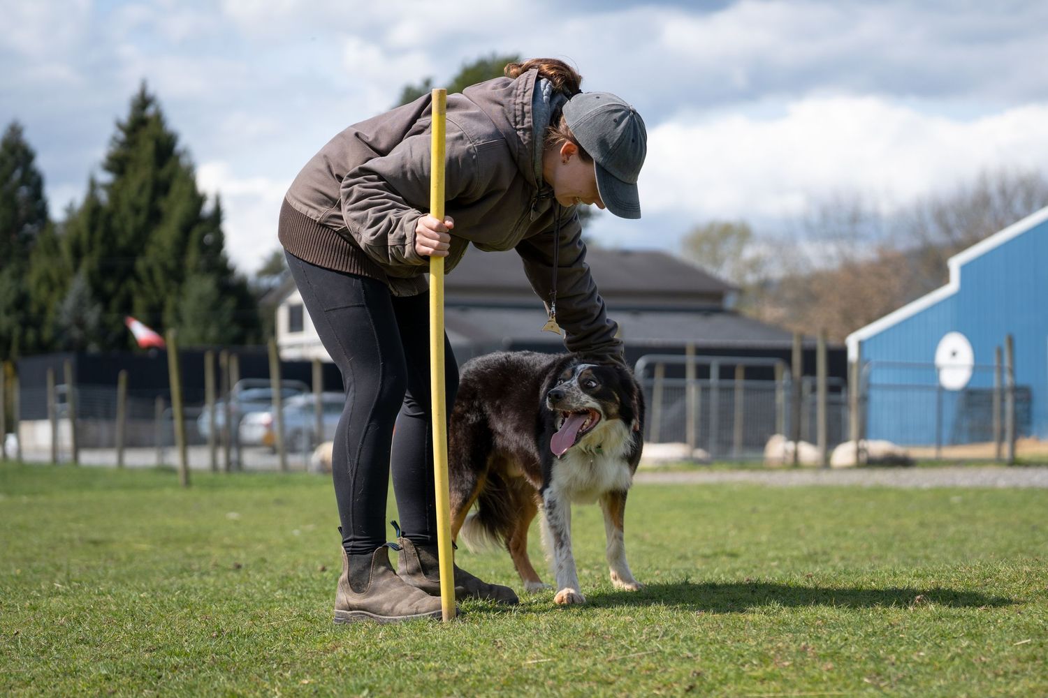 Woman training a Border Collie dog outdoors on green grass using a yellow measuring stick on a sunny day.