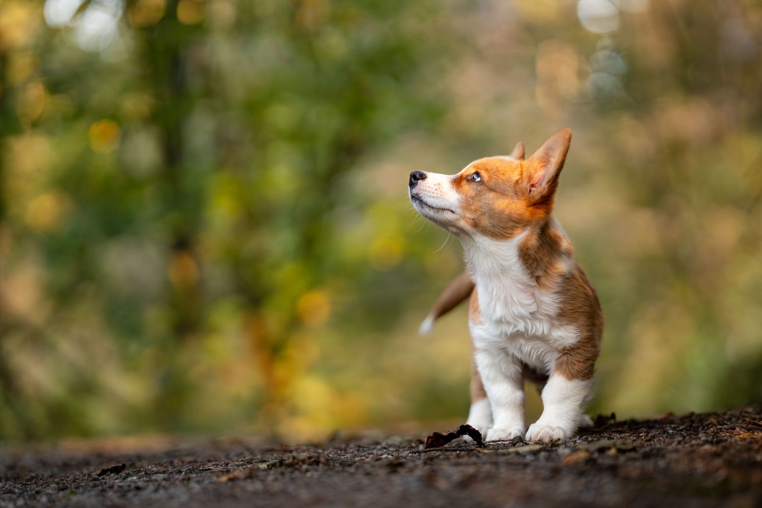 Cute Corgi puppy standing outdoors looking upward with colorful autumn foliage bokeh background.
