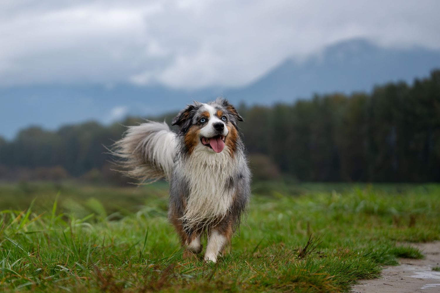 Happy Australian Shepherd dog running through a green field with mountains and cloudy sky behind.