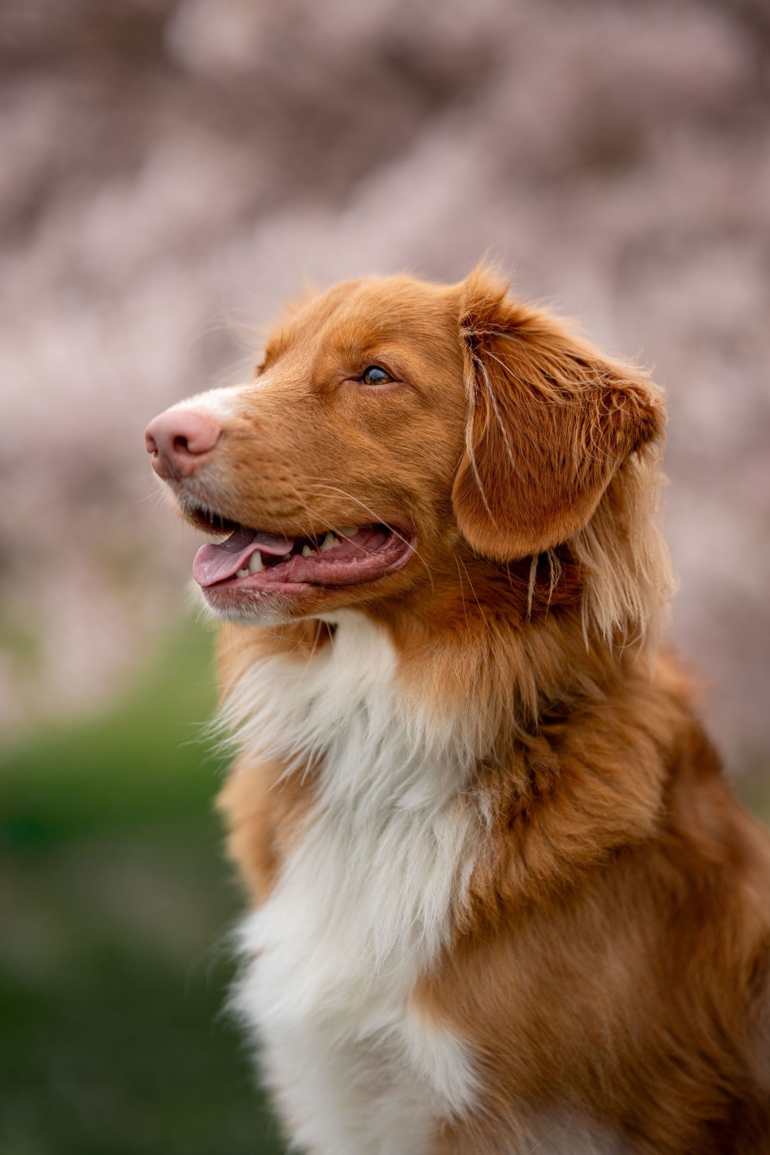 A handsome Nova Scotia Duck Tolling Retriever sits with mouth open in a soft bokeh outdoor setting.