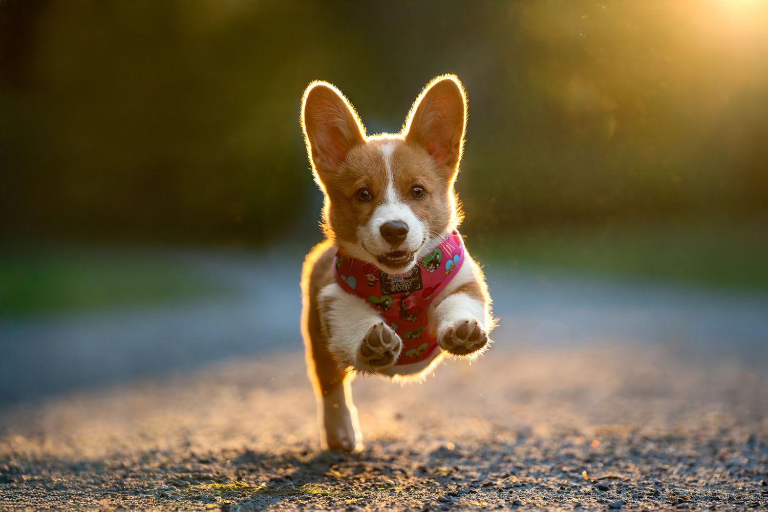 Energetic Corgi puppy wearing a red harness leaping mid-air on a path in golden light.