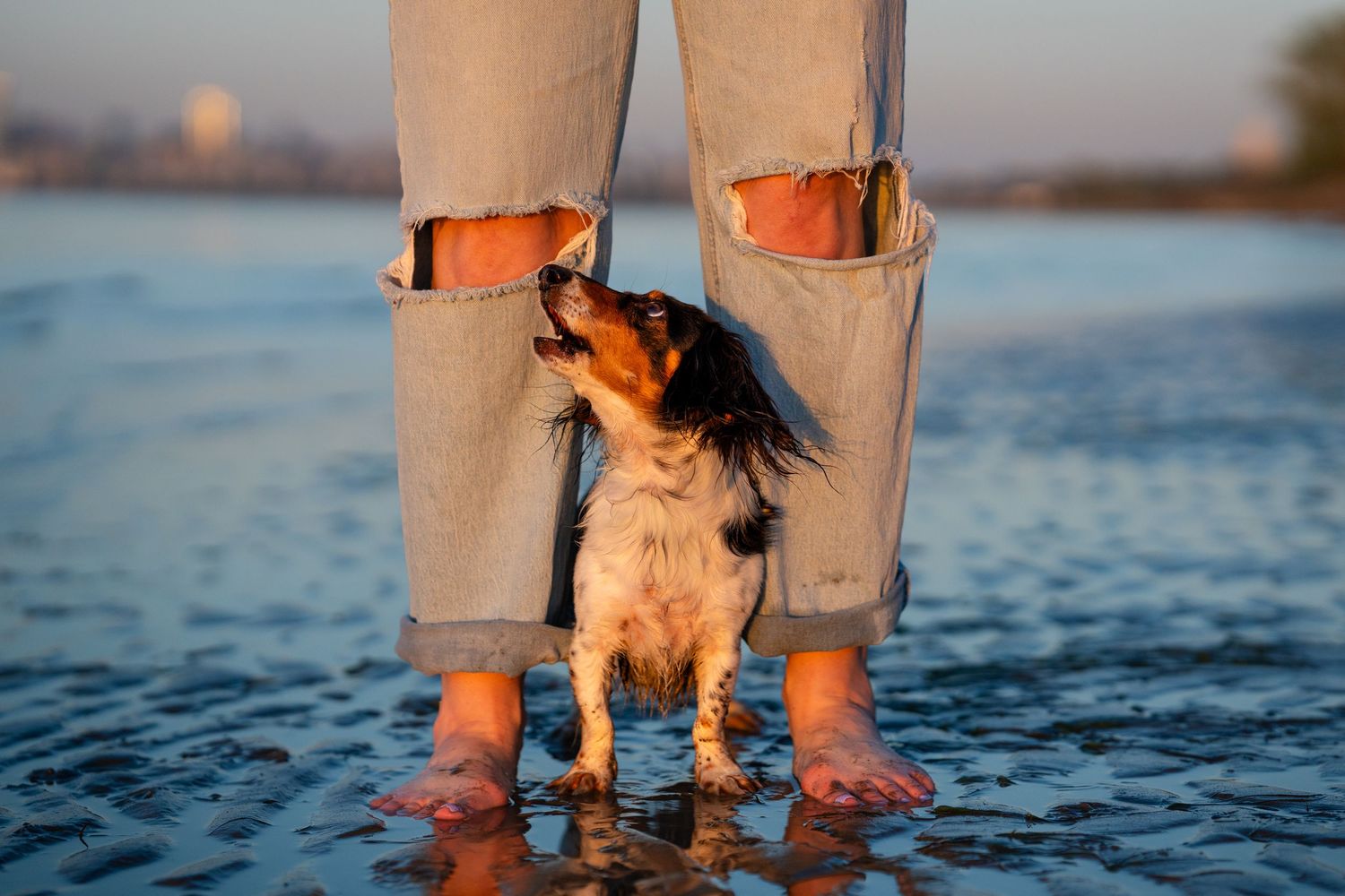 A small dog stands between a person's bare feet in shallow water, looking up adoringly while wearing ripped jeans.