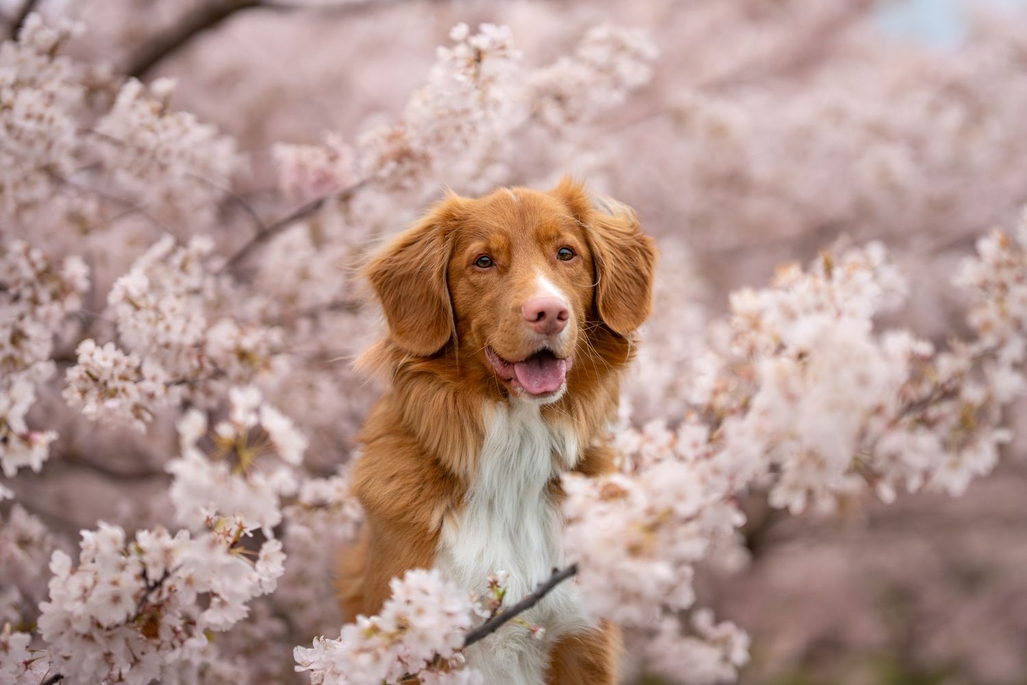 A happy golden Nova Scotia Duck Tolling Retriever dog sitting among blooming pink cherry blossom trees in spring.