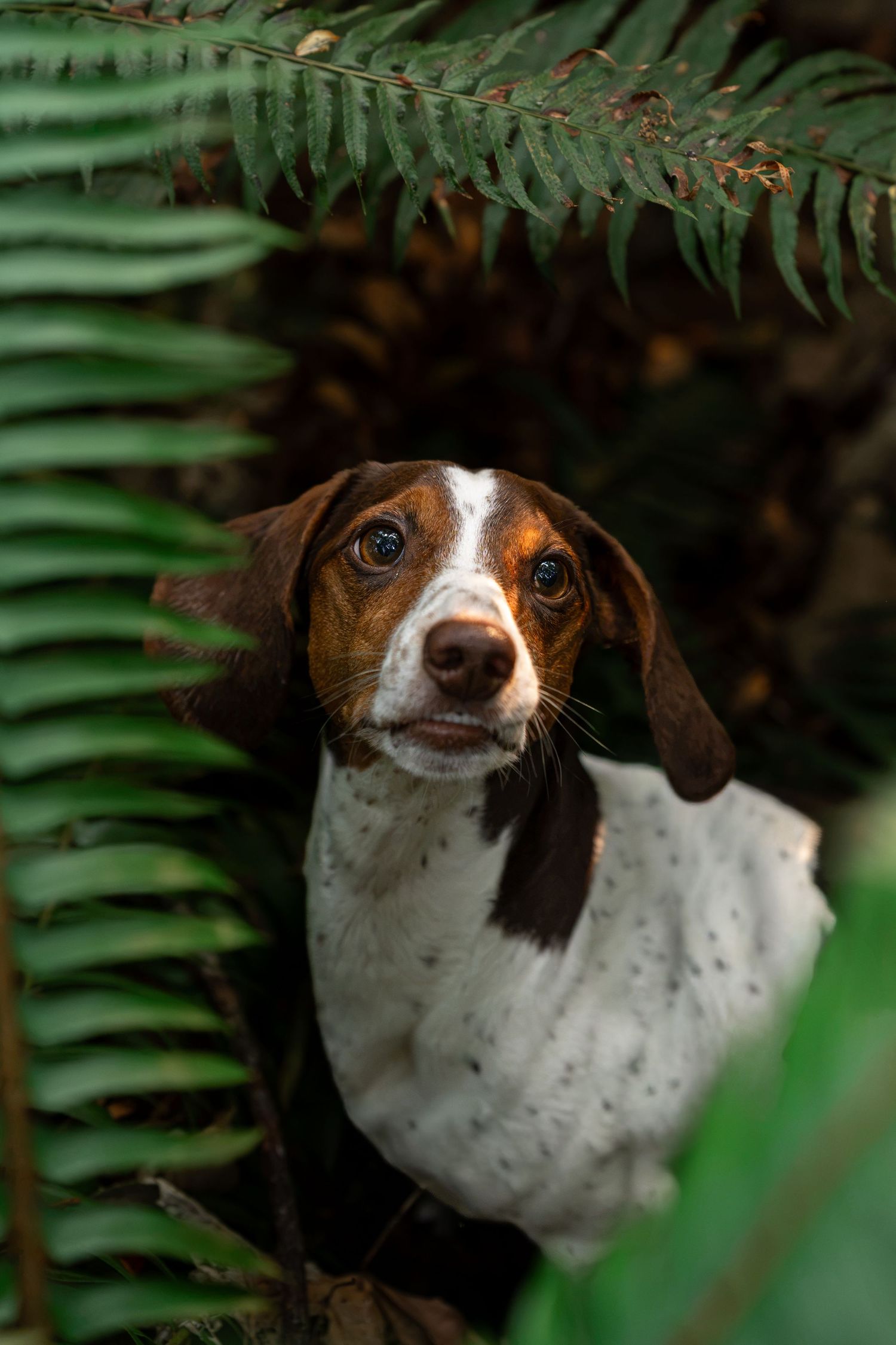 A brown and white spotted puppy peers curiously through lush green fern leaves in a forest setting.