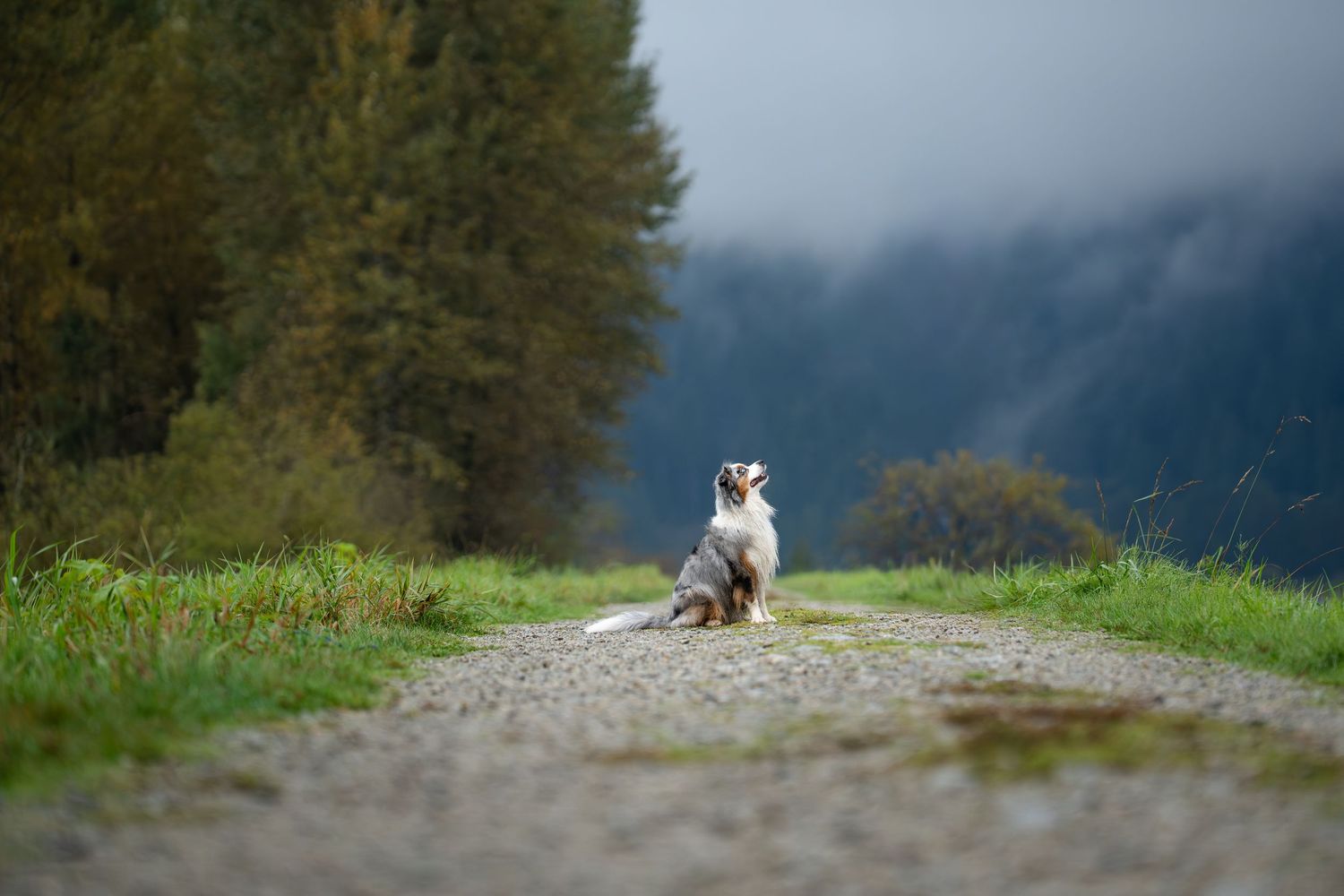 Australian Shepherd dog sitting alone on a gravel path with misty mountains and trees in the background.