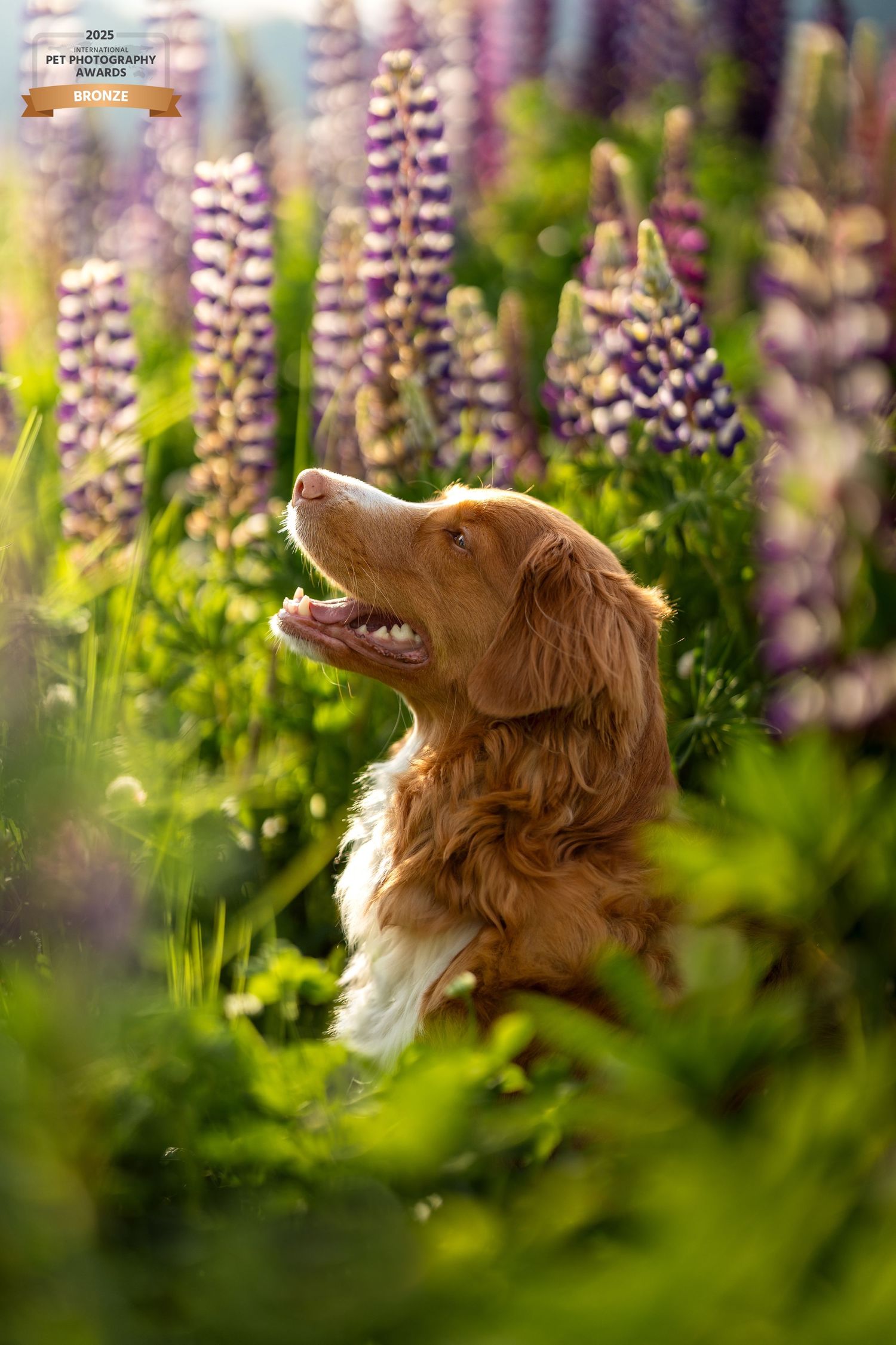 Award-winning photo of Nova Scotia Duck Tolling Retriever sitting among vibrant purple lupine flowers in sunlight.