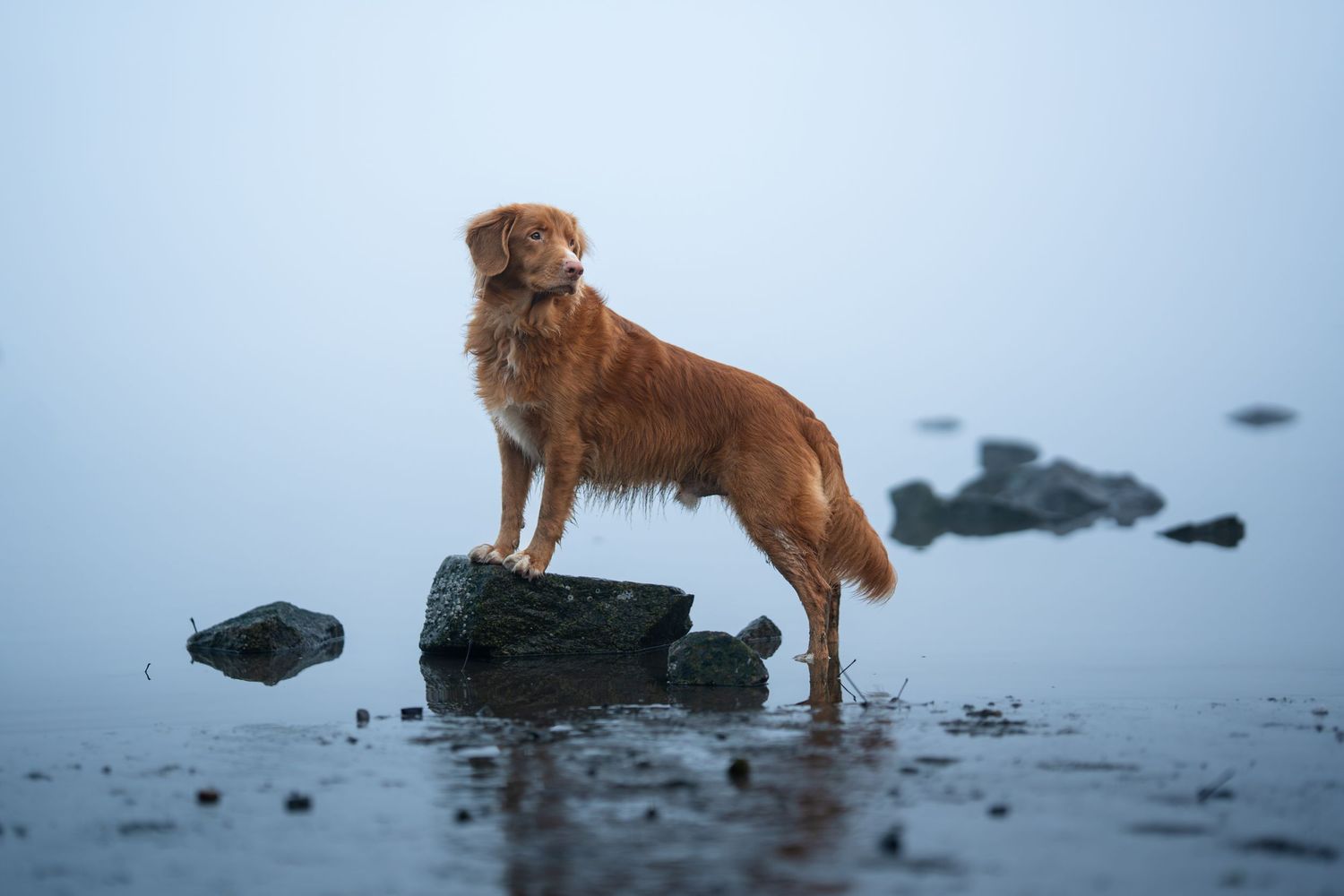 A Nova Scotia Duck Tolling Retriever stands proudly on a rock in a misty blue lake.