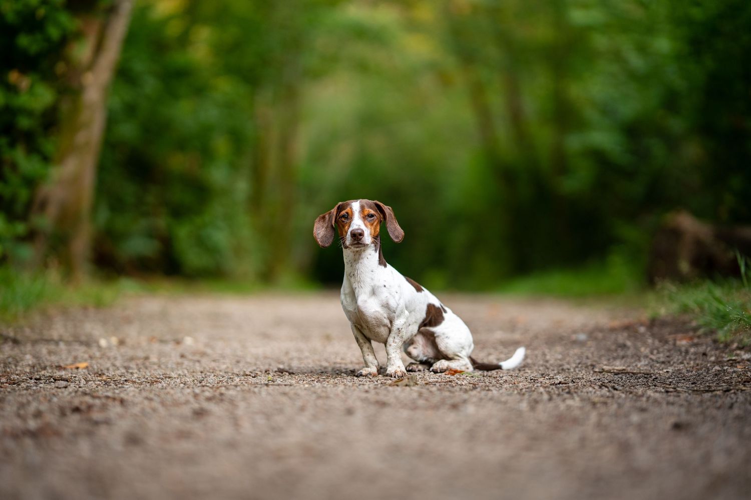 A brown and white Beagle puppy sits attentively on a dirt path surrounded by lush green trees.