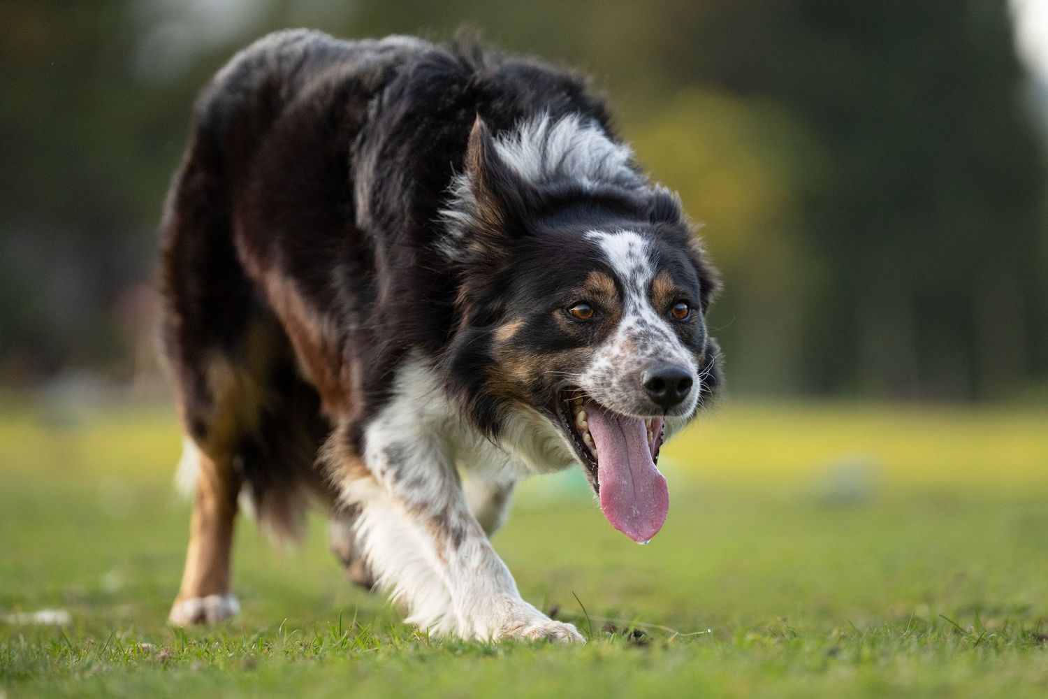 A Border Collie dog runs across green grass with tongue out, showcasing its black and white coat in a park.
