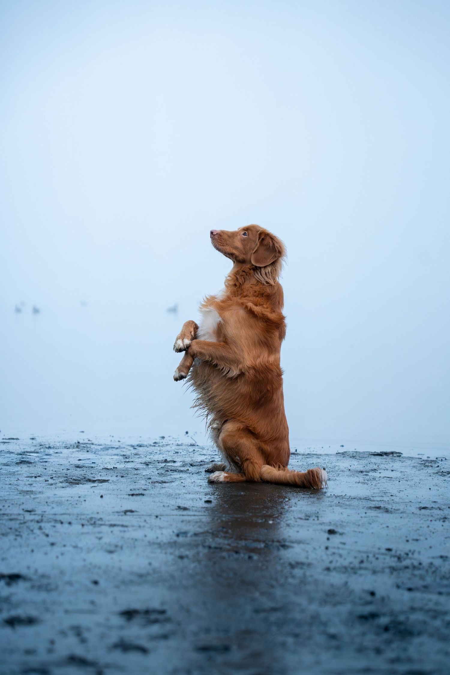 A golden brown dog stands on hind legs on a wet beach in misty blue light.