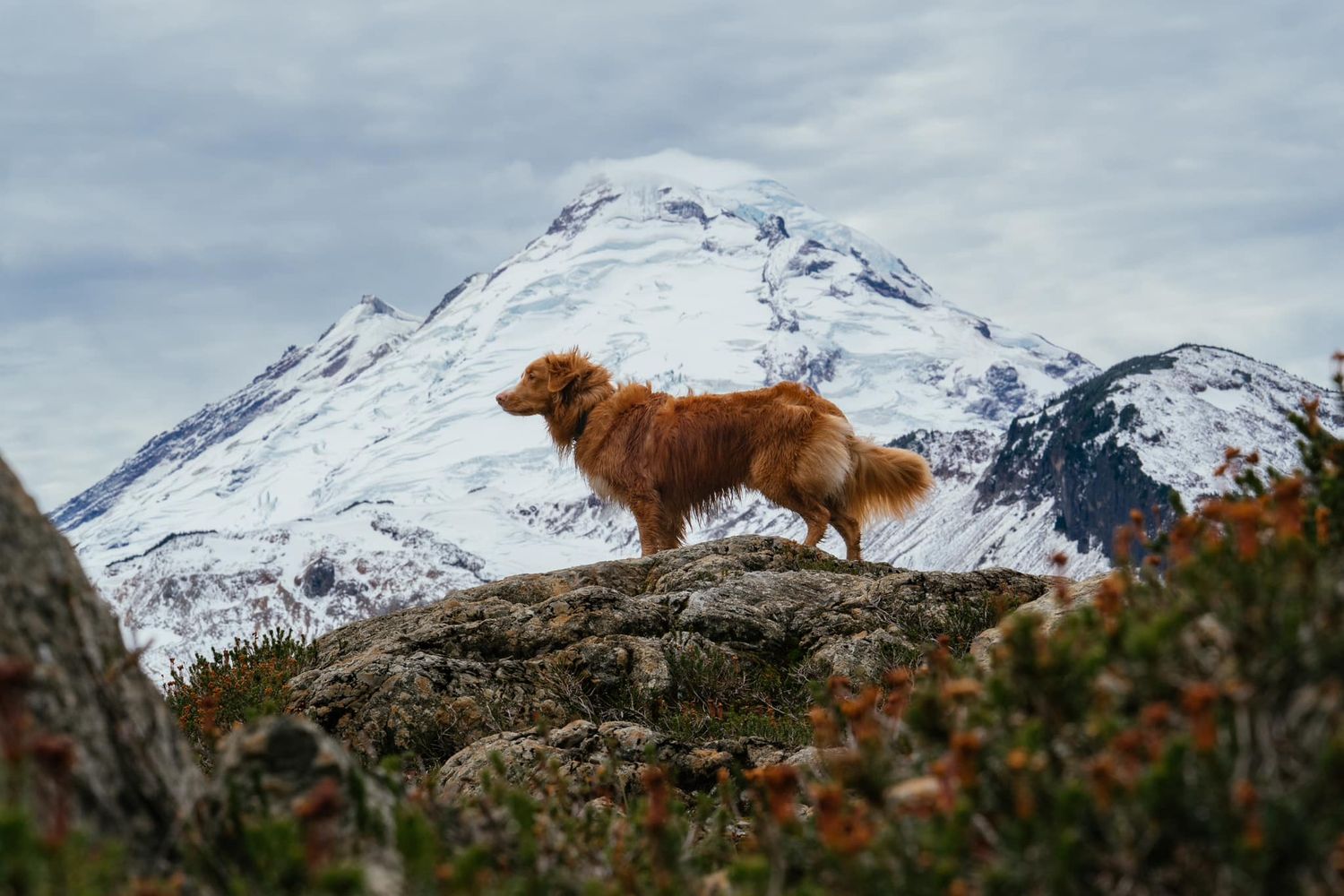 Nova Scotia Duck Tolling Retriever standing on rocky outcrop with dramatic snow-capped mountain peak behind.