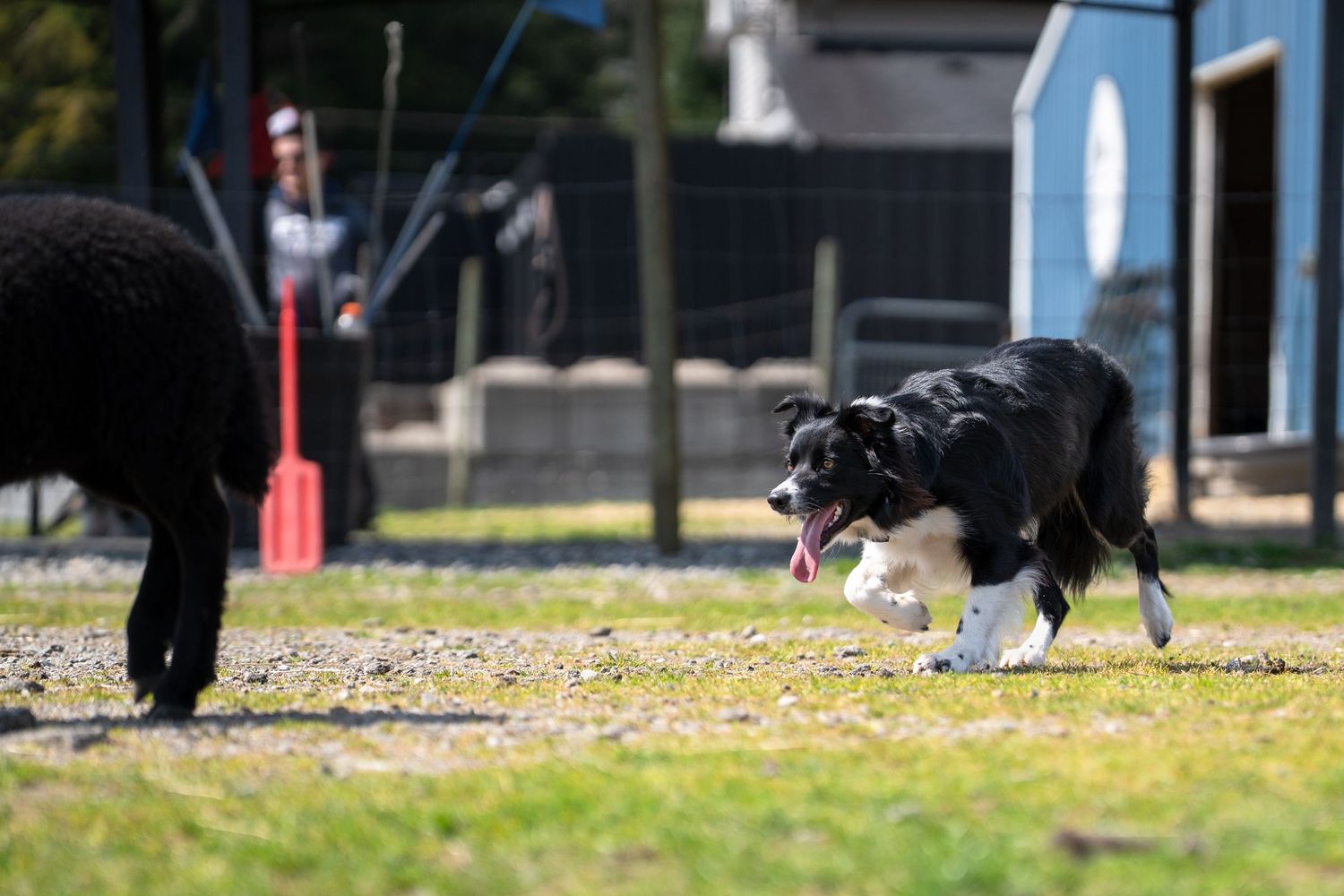 A black and white Border Collie runs playfully on grass toward a black dog in an outdoor fenced area on a sunny day.