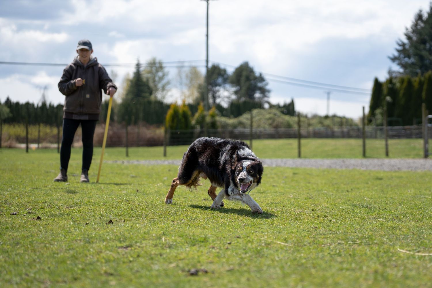A person trains a tri-color Border Collie dog on a green grass field outdoors using a stick.