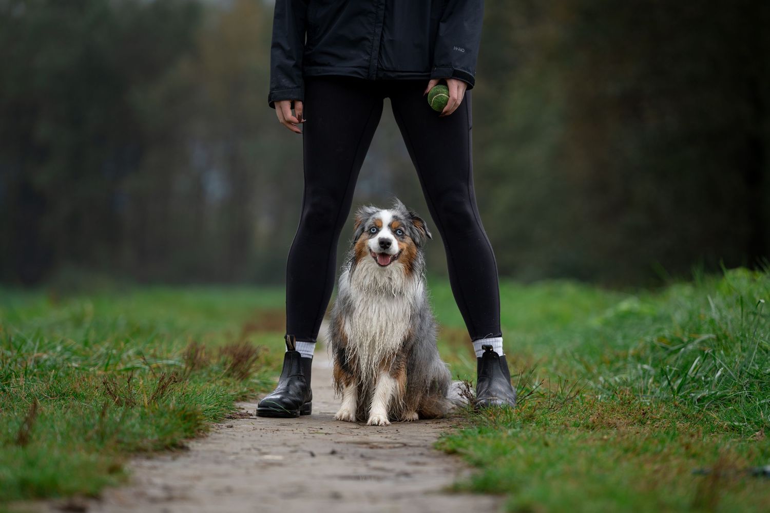 Australian Shepherd dog sitting on a dirt path between owner's legs in a misty green park setting.