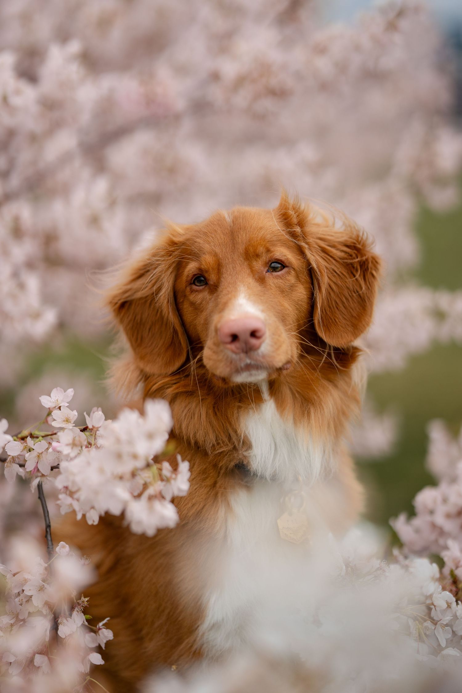 A Nova Scotia Duck Tolling Retriever dog poses among blooming pink cherry blossom flowers in spring.