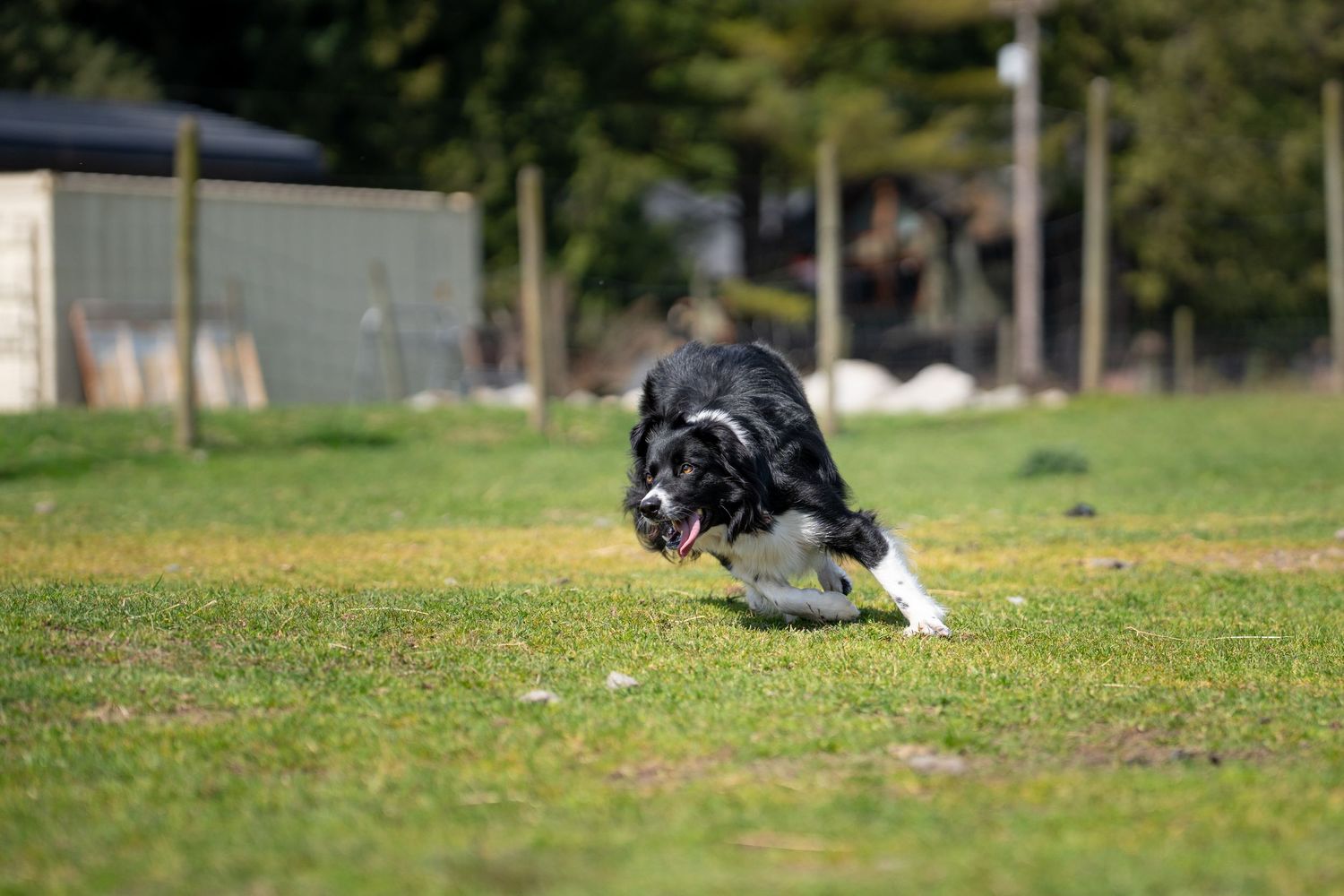 Border collie herding sheep