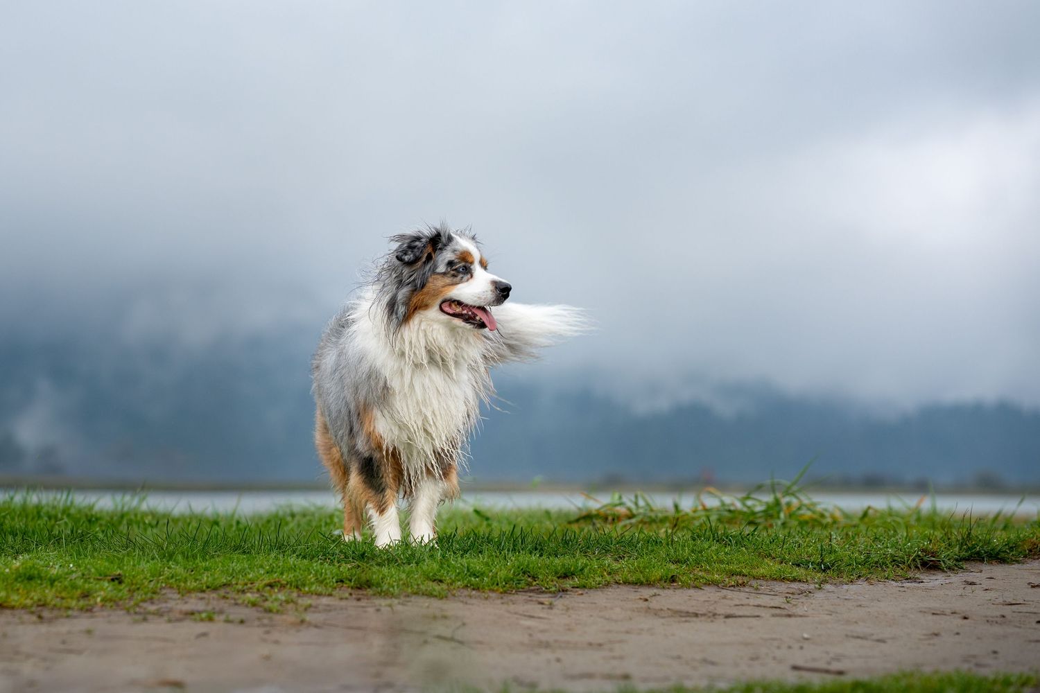 An Australian Shepherd dog stands on grass near a misty lake, looking alert with tongue out on a cloudy day.