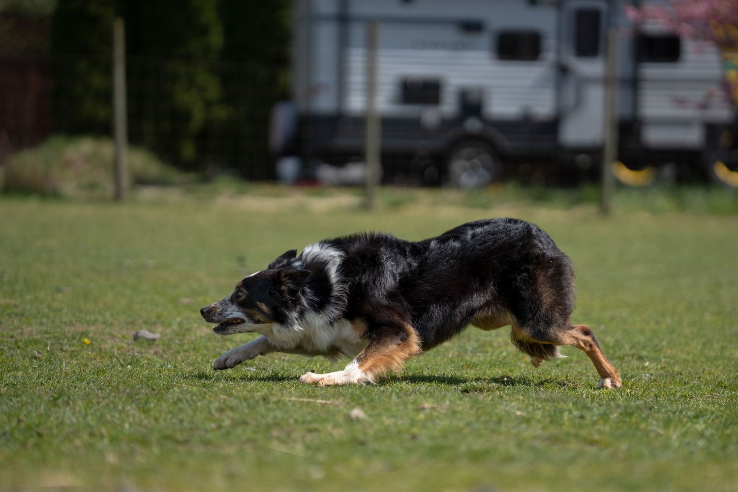 A Border Collie dog running energetically across a green grass field with a vehicle in the background.