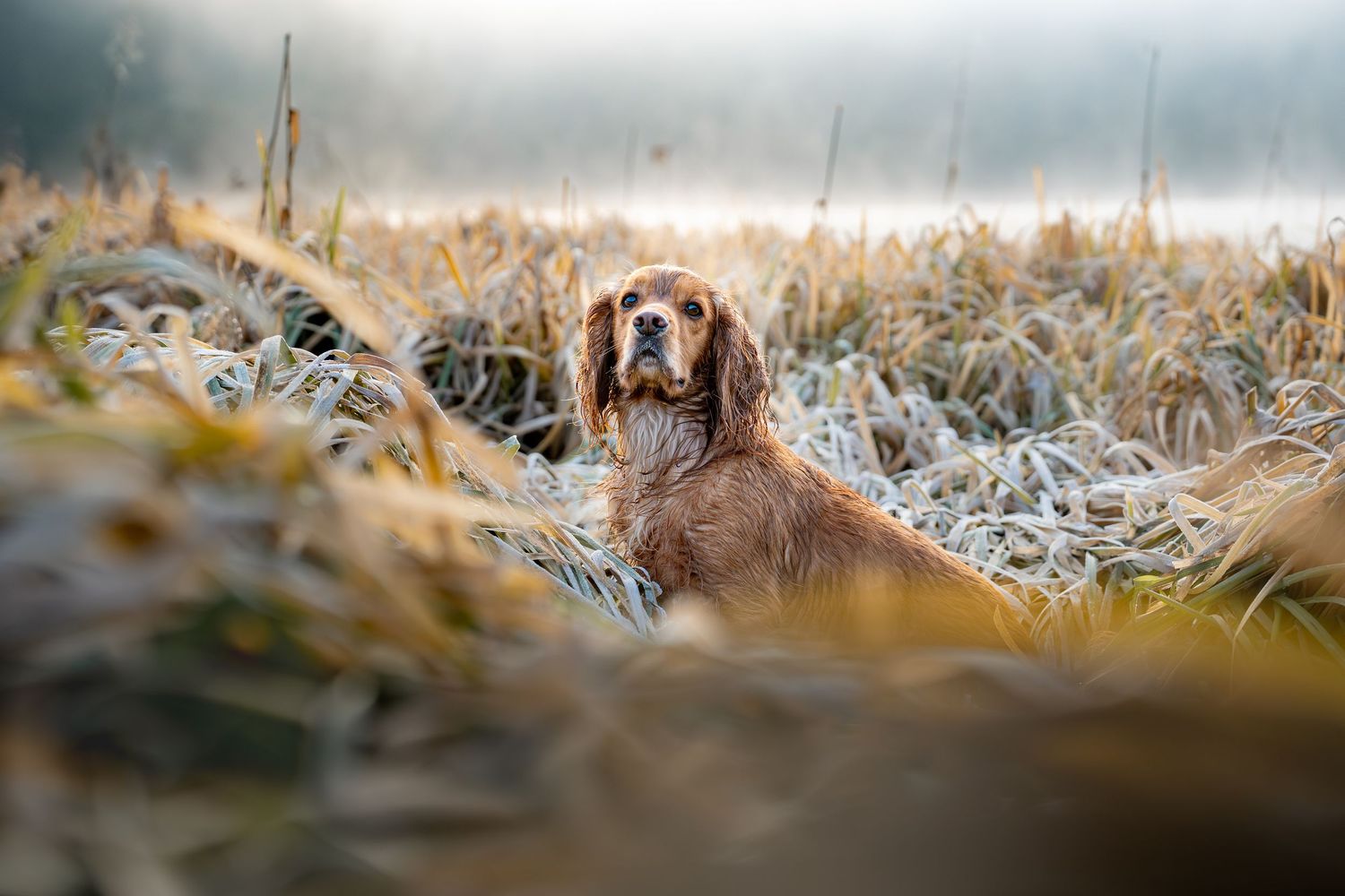 A golden spaniel sits alert in frost-covered grass on a misty autumn morning.