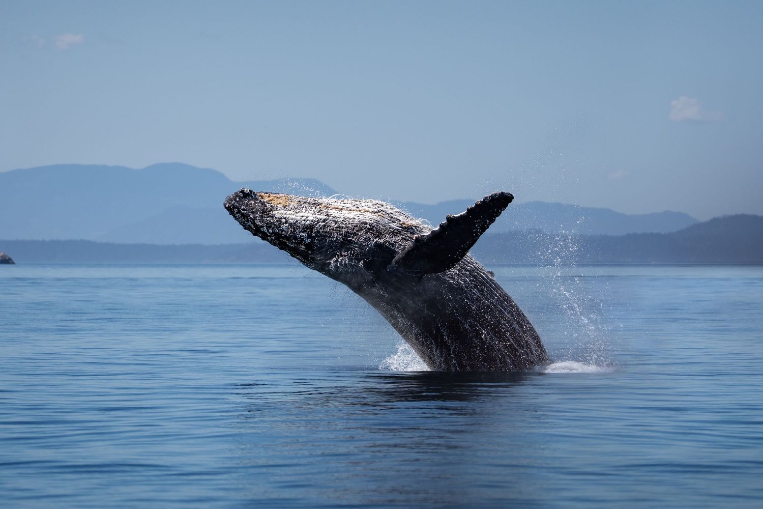A humpback whale breaching dramatically out of calm blue ocean waters with misty mountains in the background.