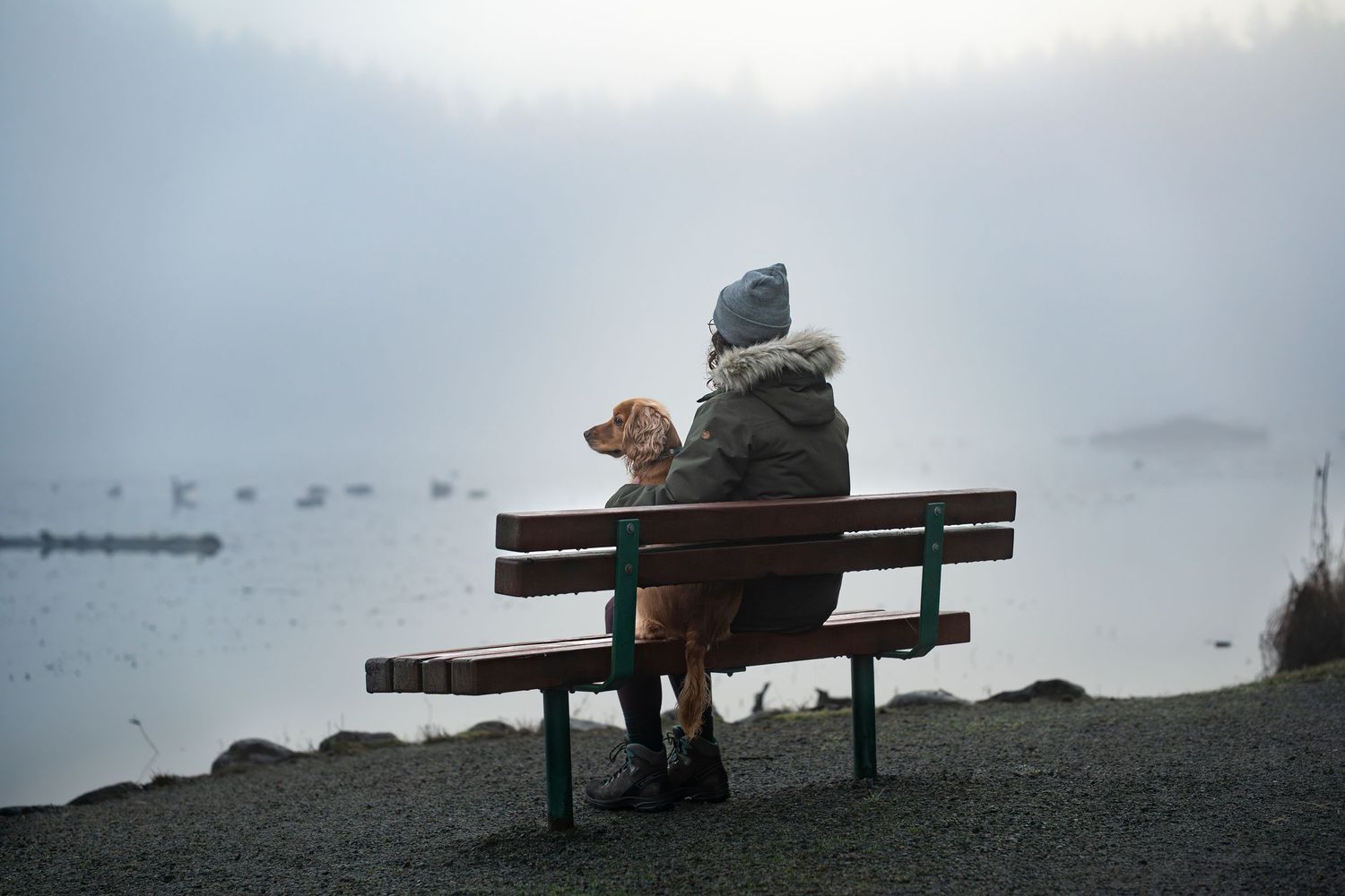 Person and golden dog sitting on bench by misty lake in foggy weather, rear view, peaceful nature scene.