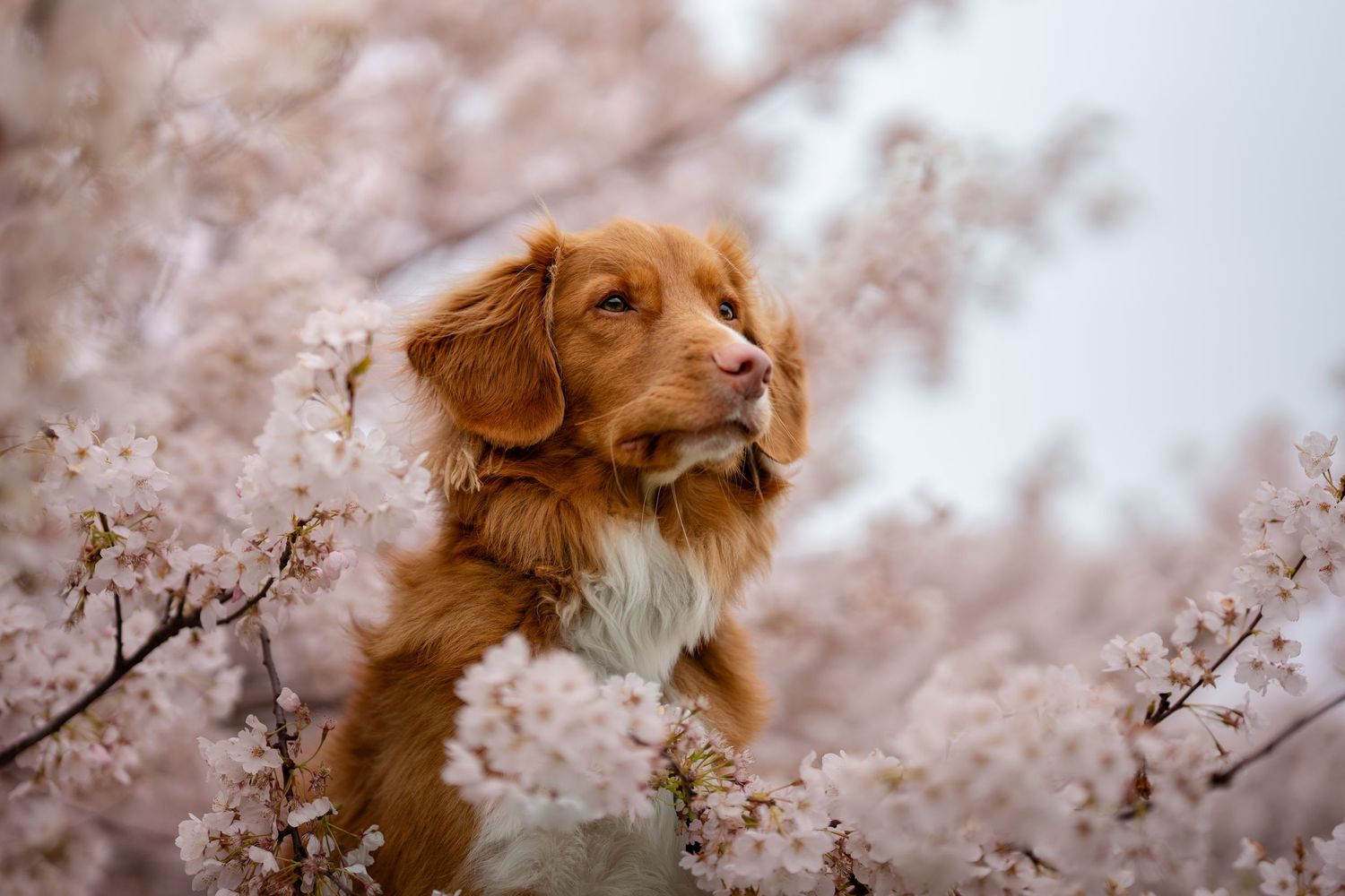 A Nova Scotia Duck Tolling Retriever stands proudly surrounded by blooming pink cherry blossom trees.