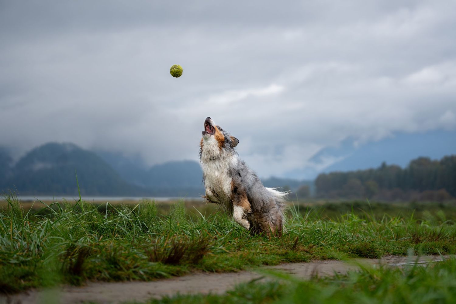 Australian Shepherd dog jumping to catch a tennis ball in a green field with mountains in background.