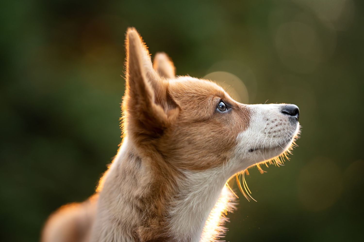 Close-up profile of a red and white Corgi puppy gazing upward against a blurred green background.
