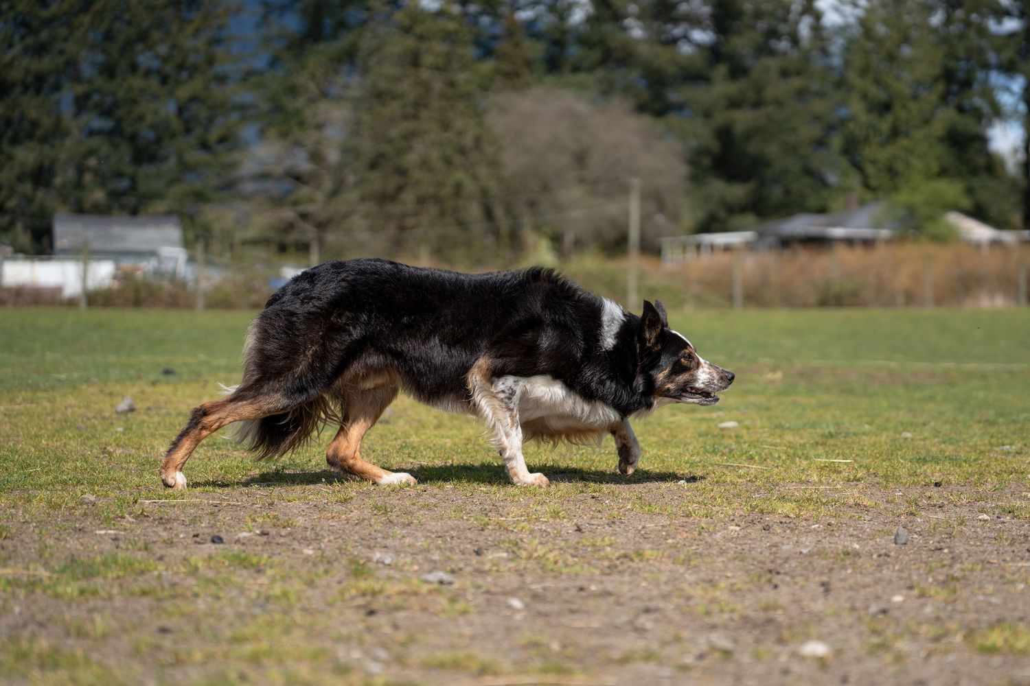 Black and white Border Collie dog walking across a grassy field in a park on a sunny day.