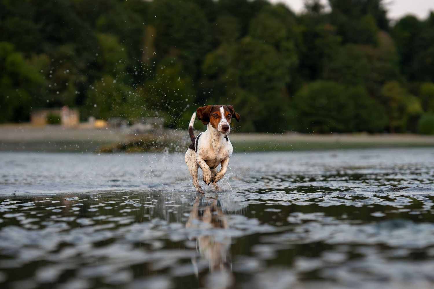 A energetic Brittany Spaniel dog runs through shallow water, splashing droplets, with lush green trees in the background.