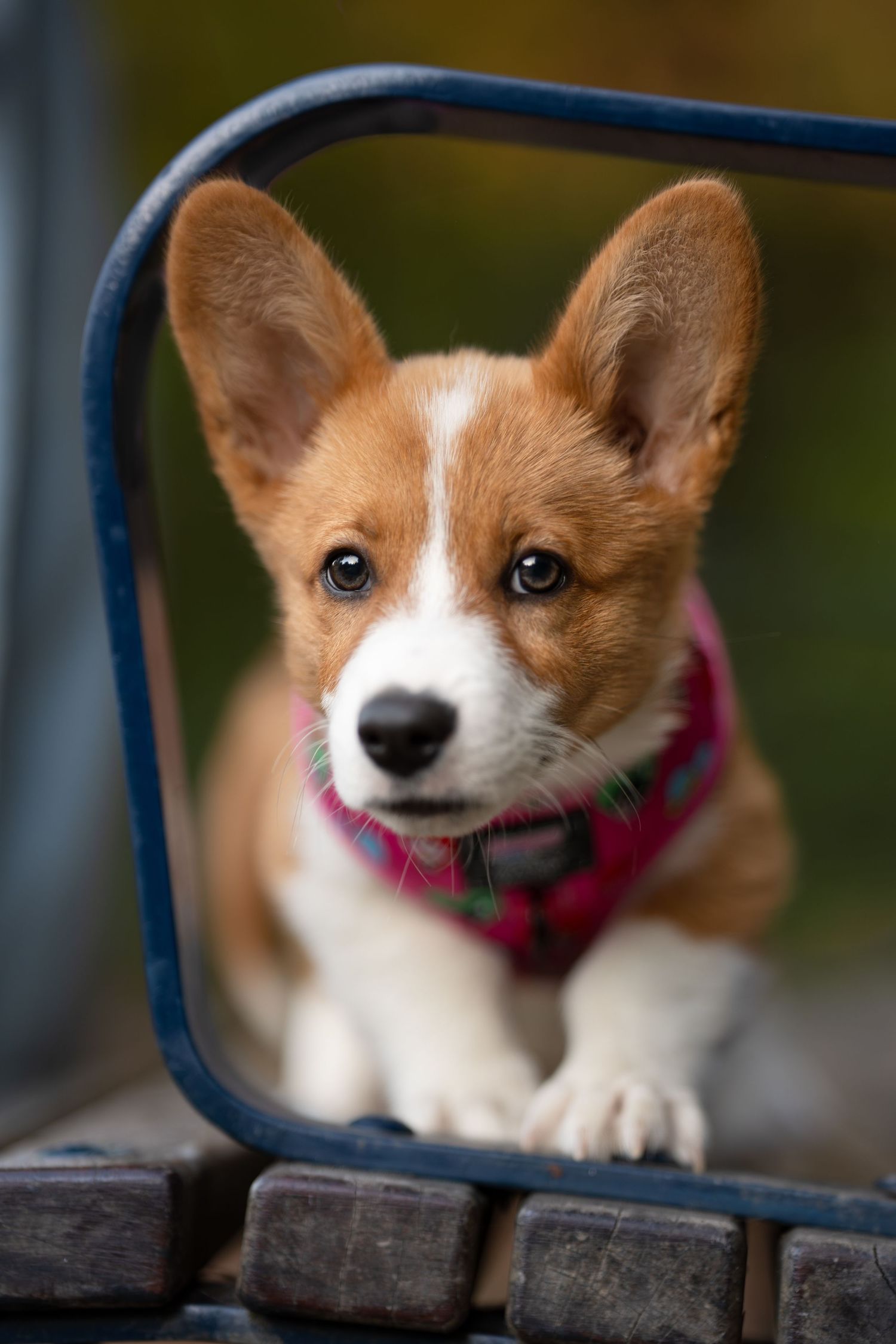 Adorable Corgi puppy wearing a plaid harness peering over a metal railing outdoors.