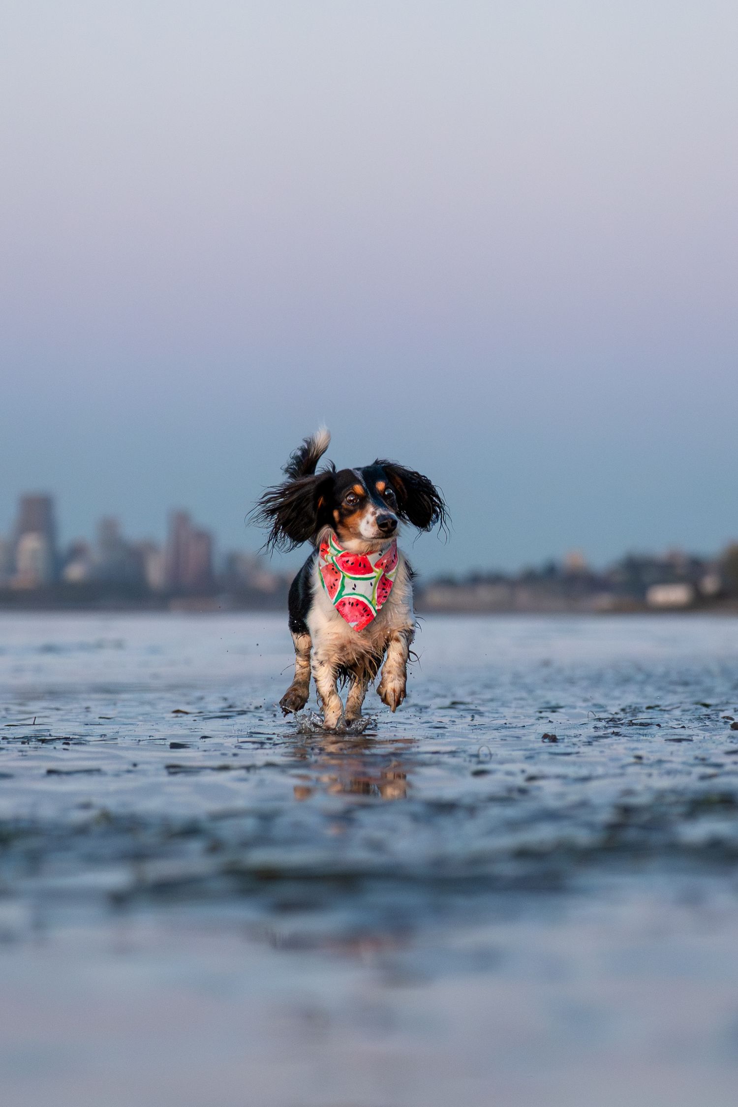 Energetic dachshund dog running through shallow water wearing a red harness with a city skyline behind.