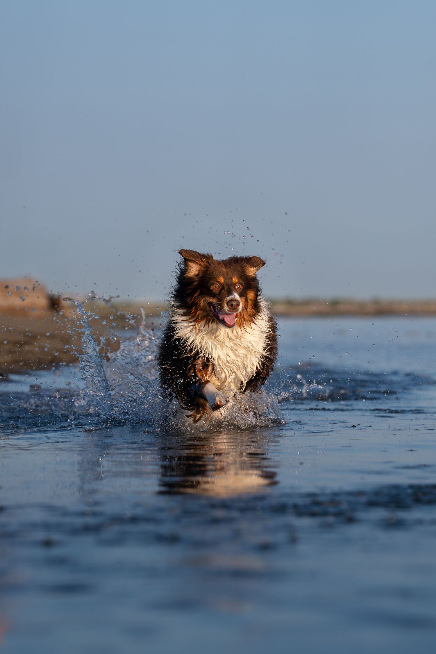 An Australian Shepherd dog runs joyfully through shallow water, splashing droplets under a clear blue sky.