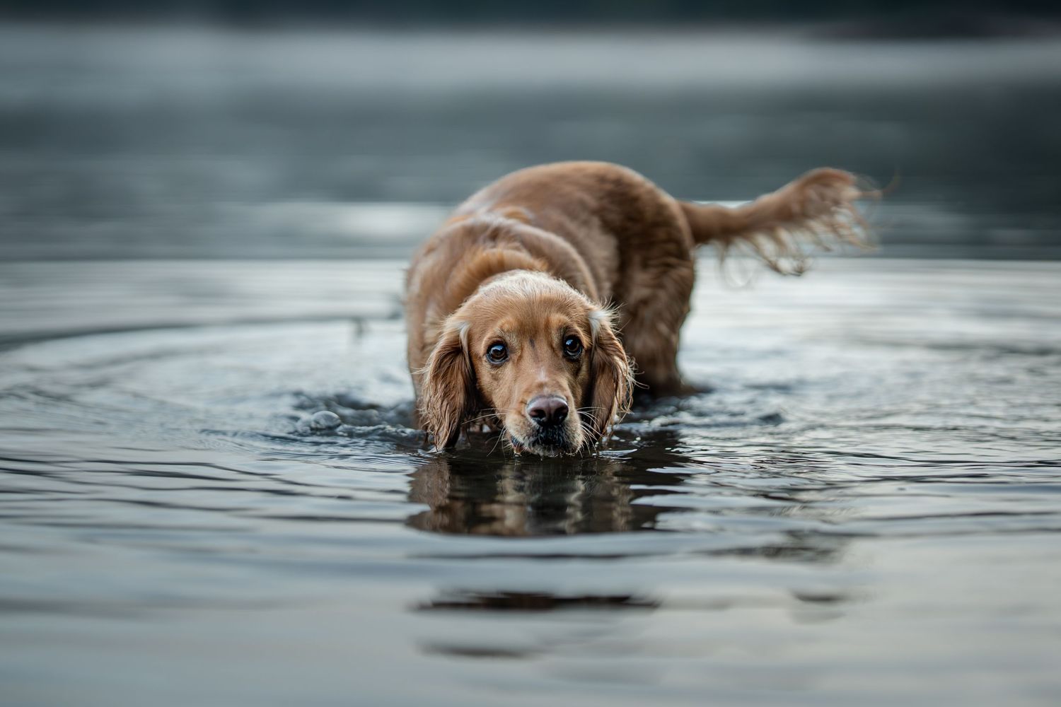 A golden retriever wading through calm water, its wet fur glistening as it looks down at the rippling surface.