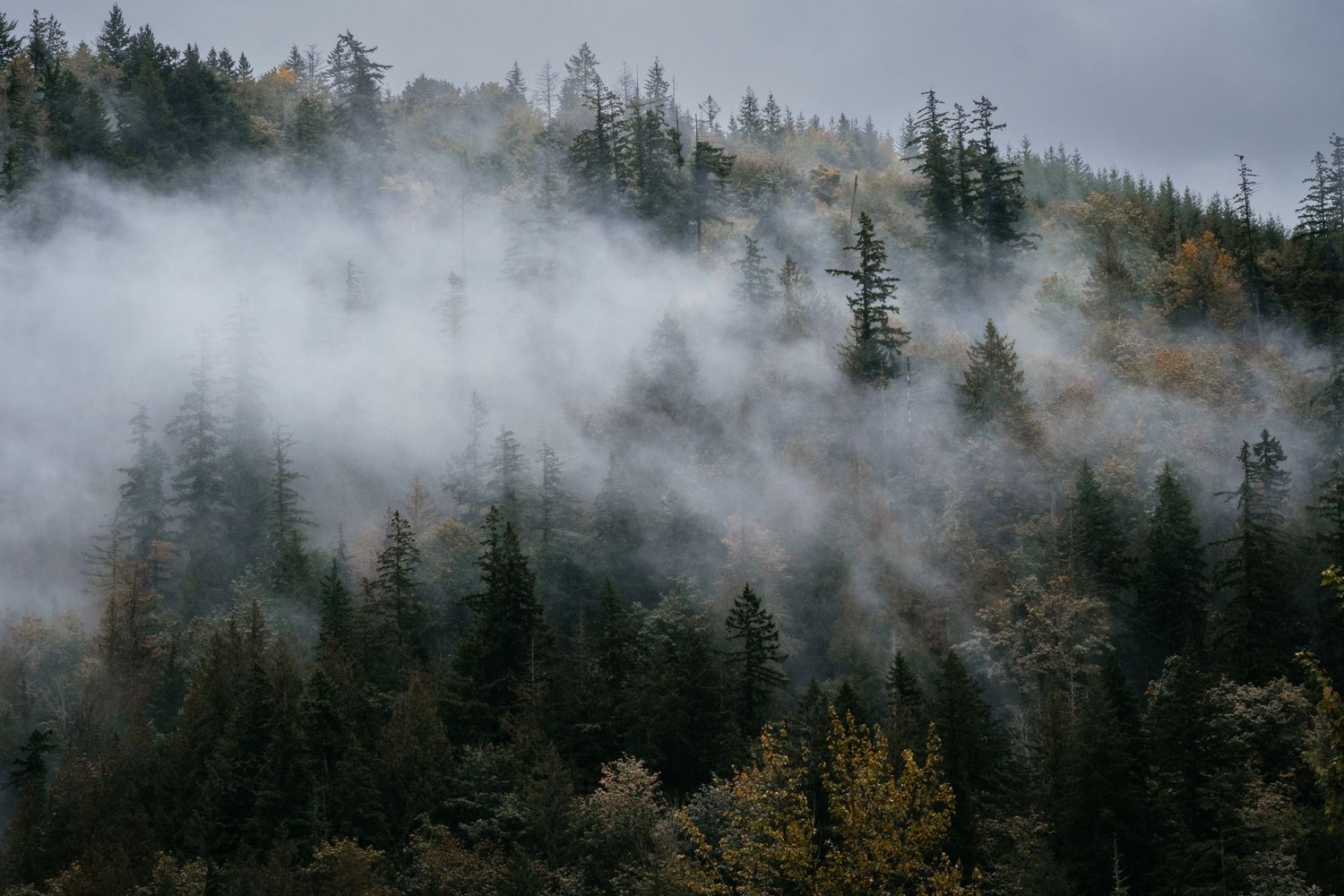 Misty forest with tall evergreen trees shrouded in fog on a hillside during autumn.