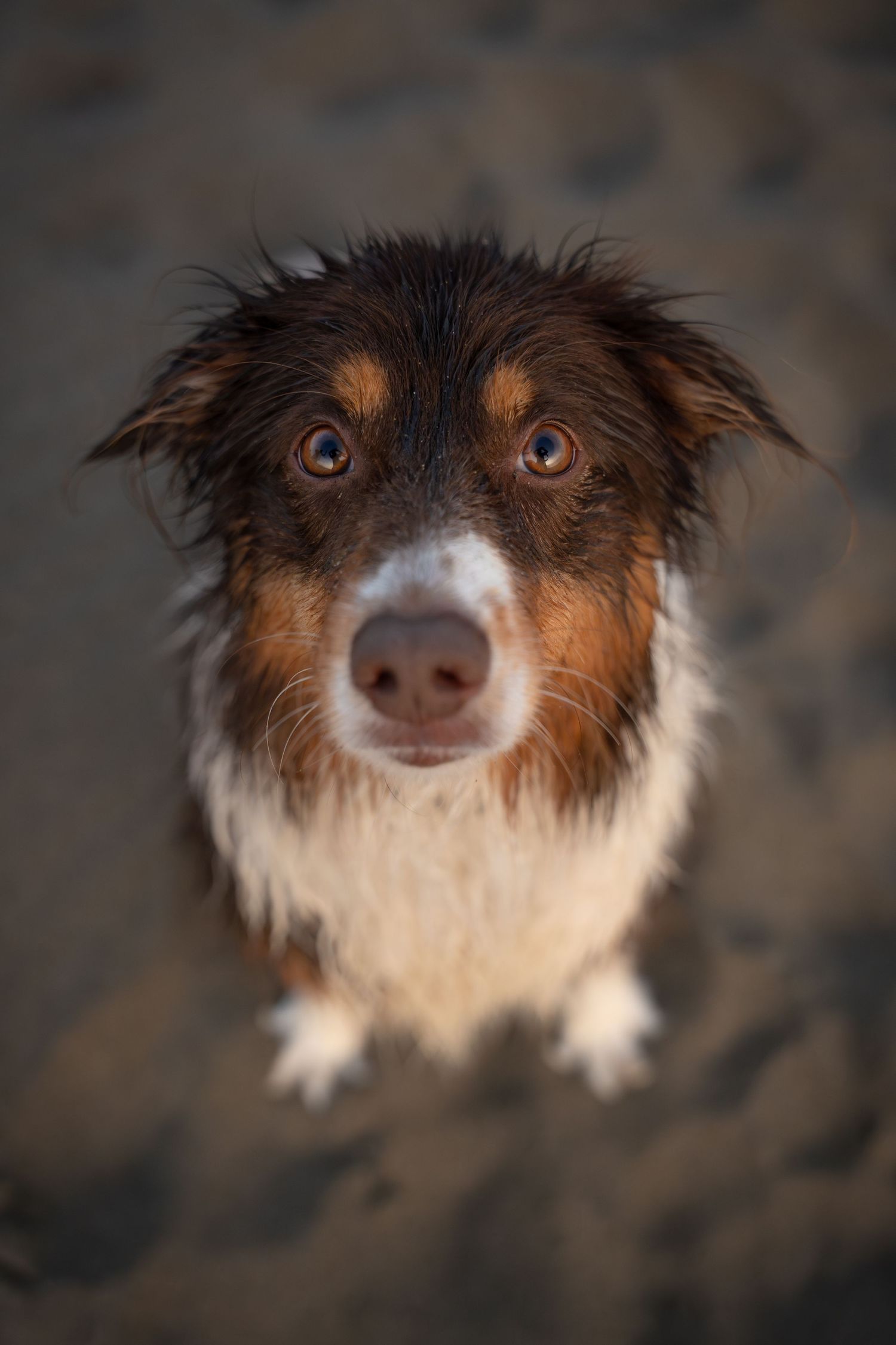 Wet tricolor Australian Shepherd with wide eyes looking up from sandy ground.
