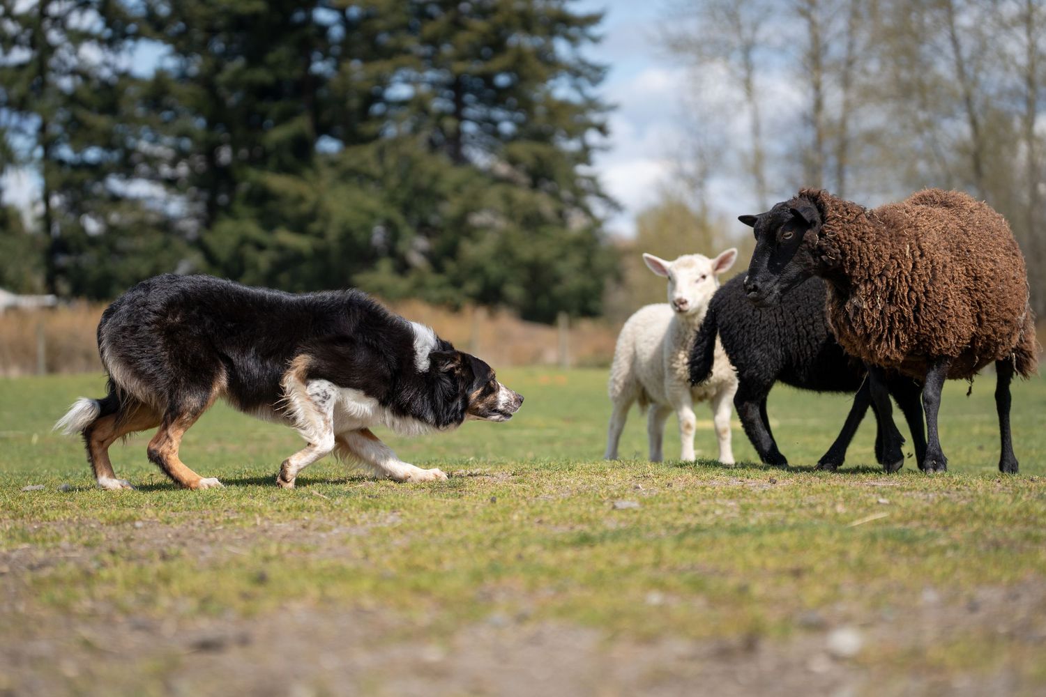 Border Collie herding black sheep and white lamb in green pasture with trees in background.