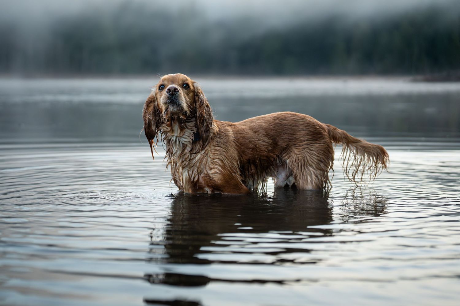 A wet golden spaniel stands in calm lake water surrounded by misty morning fog.