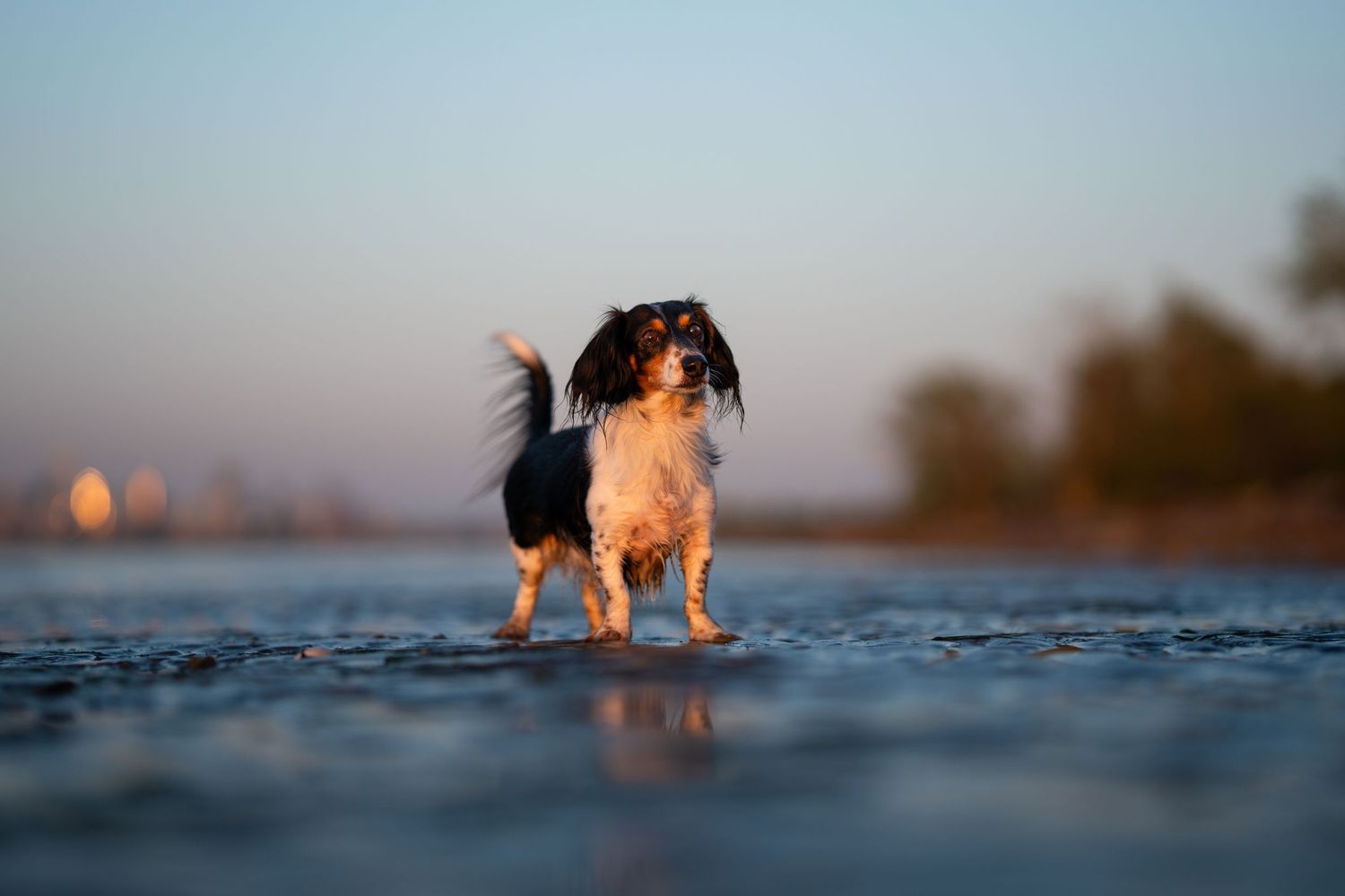 A small wet dog stands in shallow water at sunset with a blurred cityscape in the background.