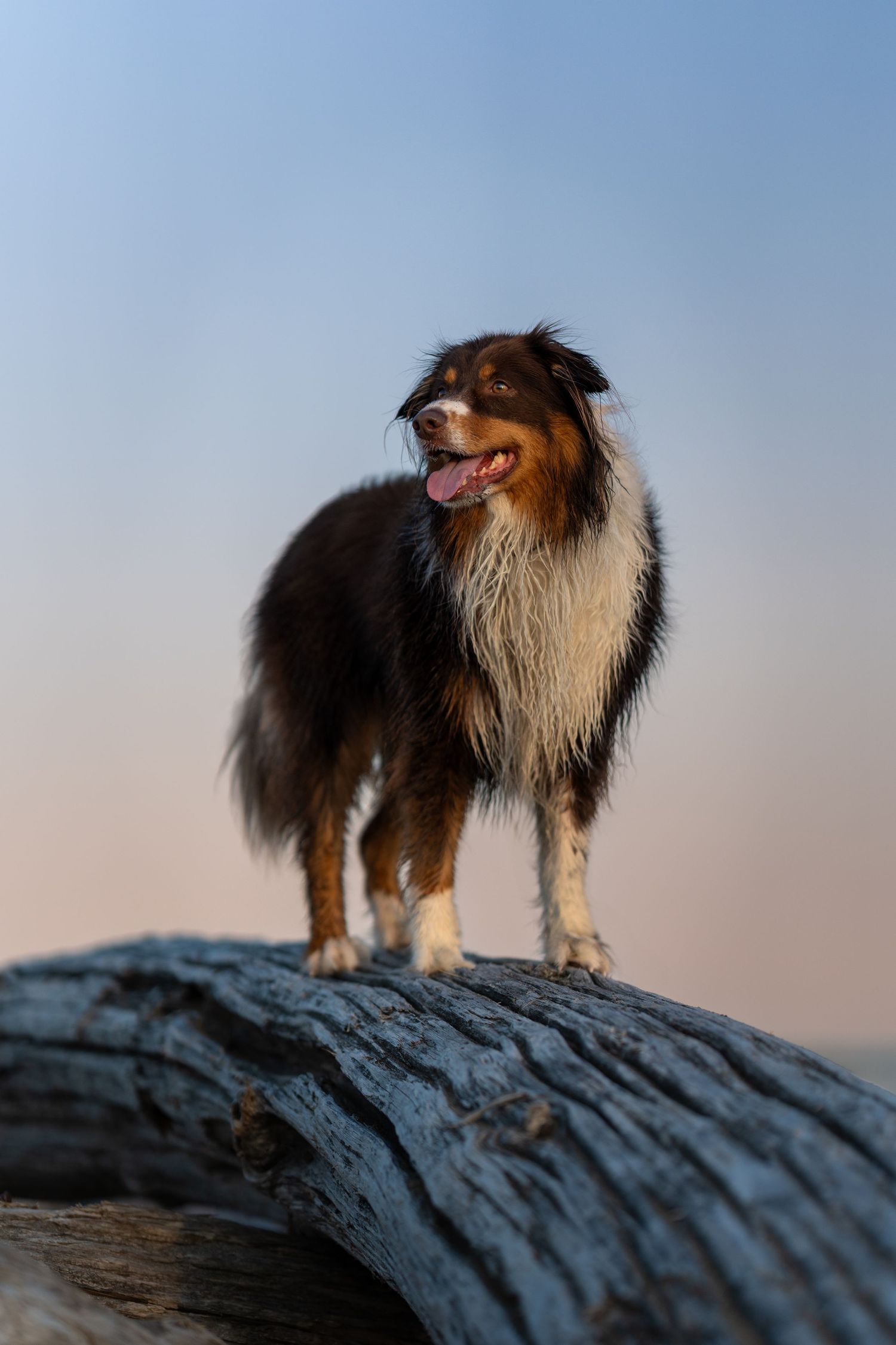 Fluffy tricolor Australian Shepherd standing proudly on a driftwood log at dusk.