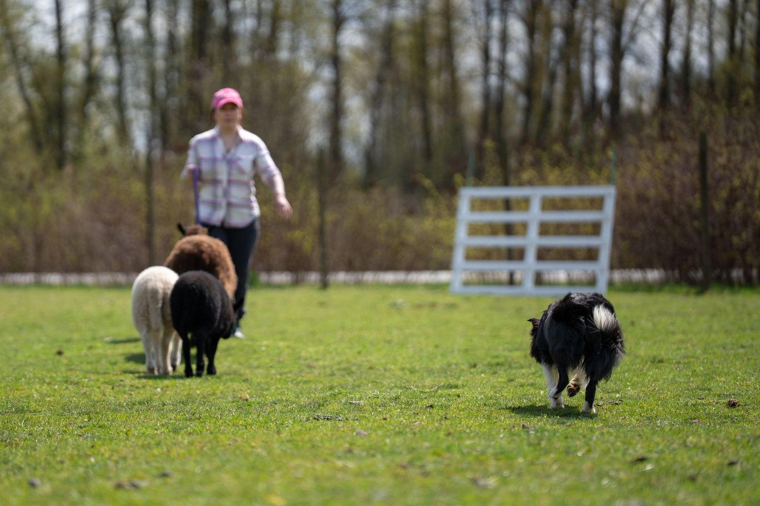 Woman in pink cap herding sheep with a Border Collie on a green farm field with white fence in background.