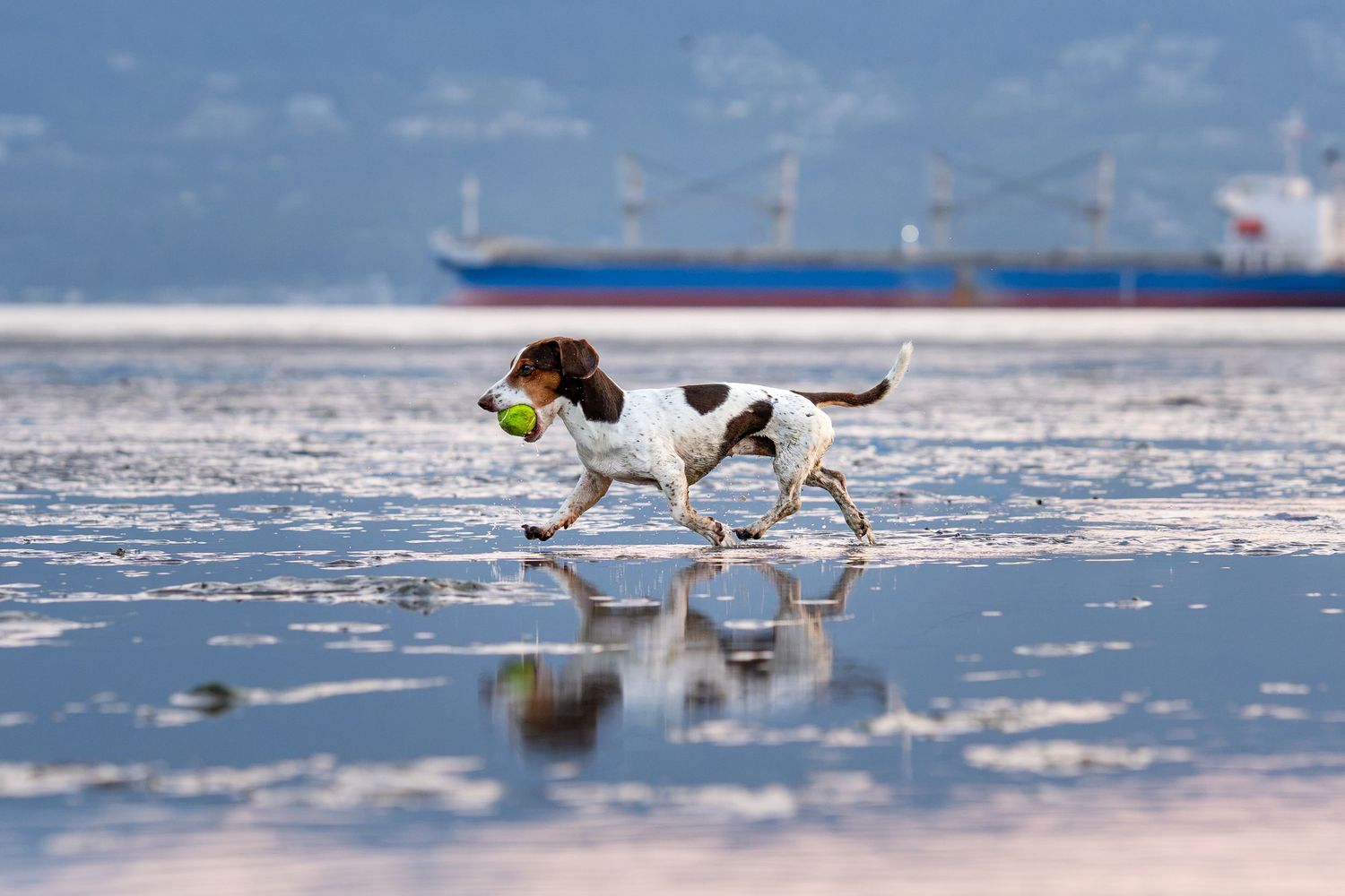 A spotted dog runs along a reflective beach carrying a tennis ball with ships visible in the background.