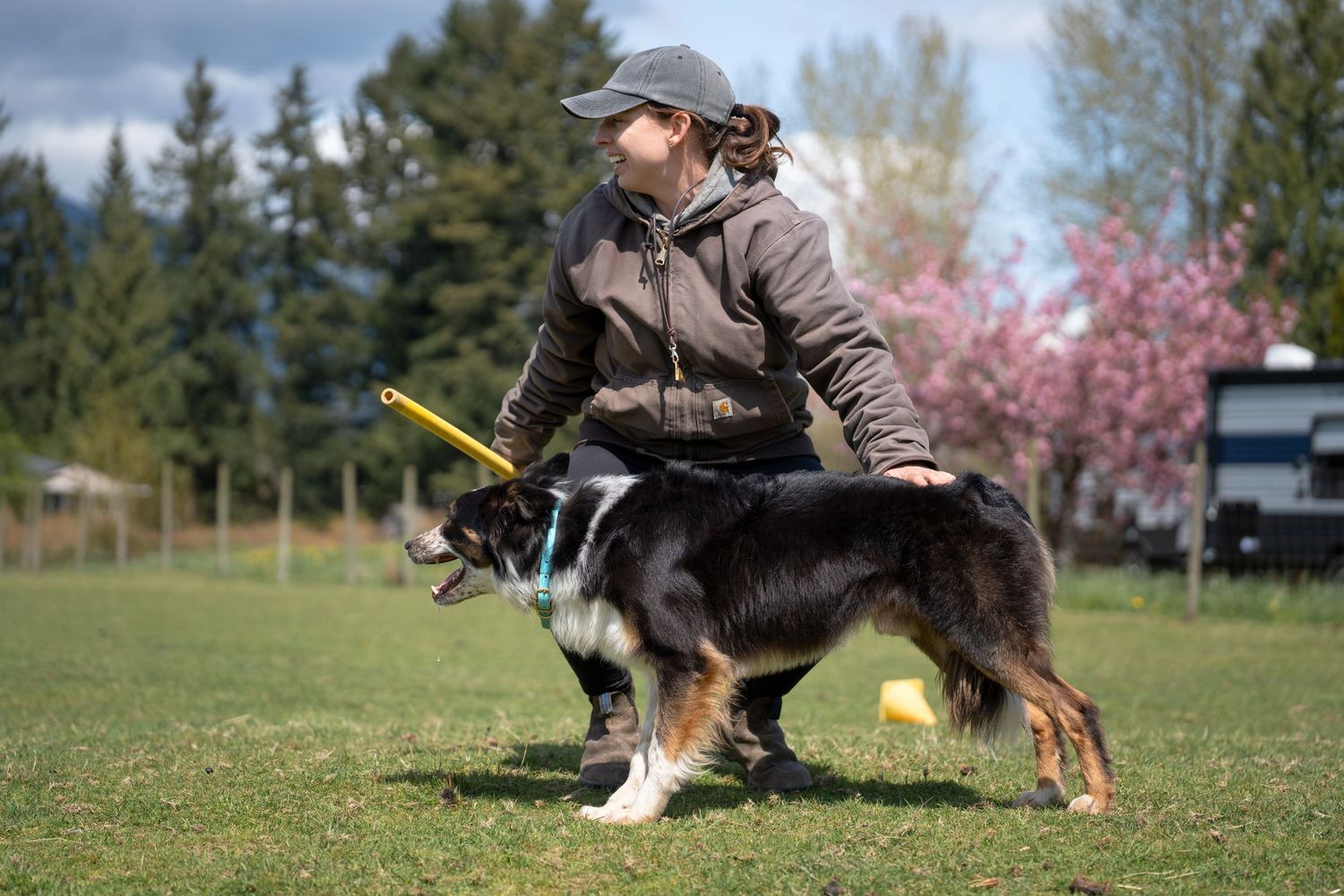 Woman in gray cap trains a tricolor Border Collie with a yellow frisbee on green grass with pink flowering trees behind.