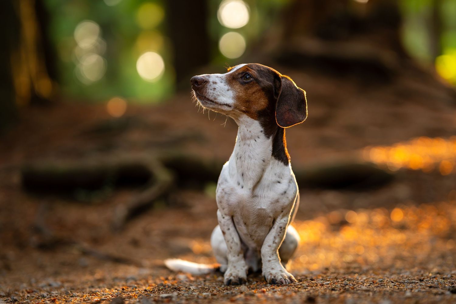 A brown and white hound dog sits attentively on a forest floor surrounded by autumn foliage and bokeh light.