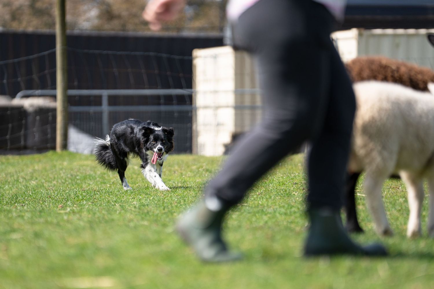 Border collie herding sheep