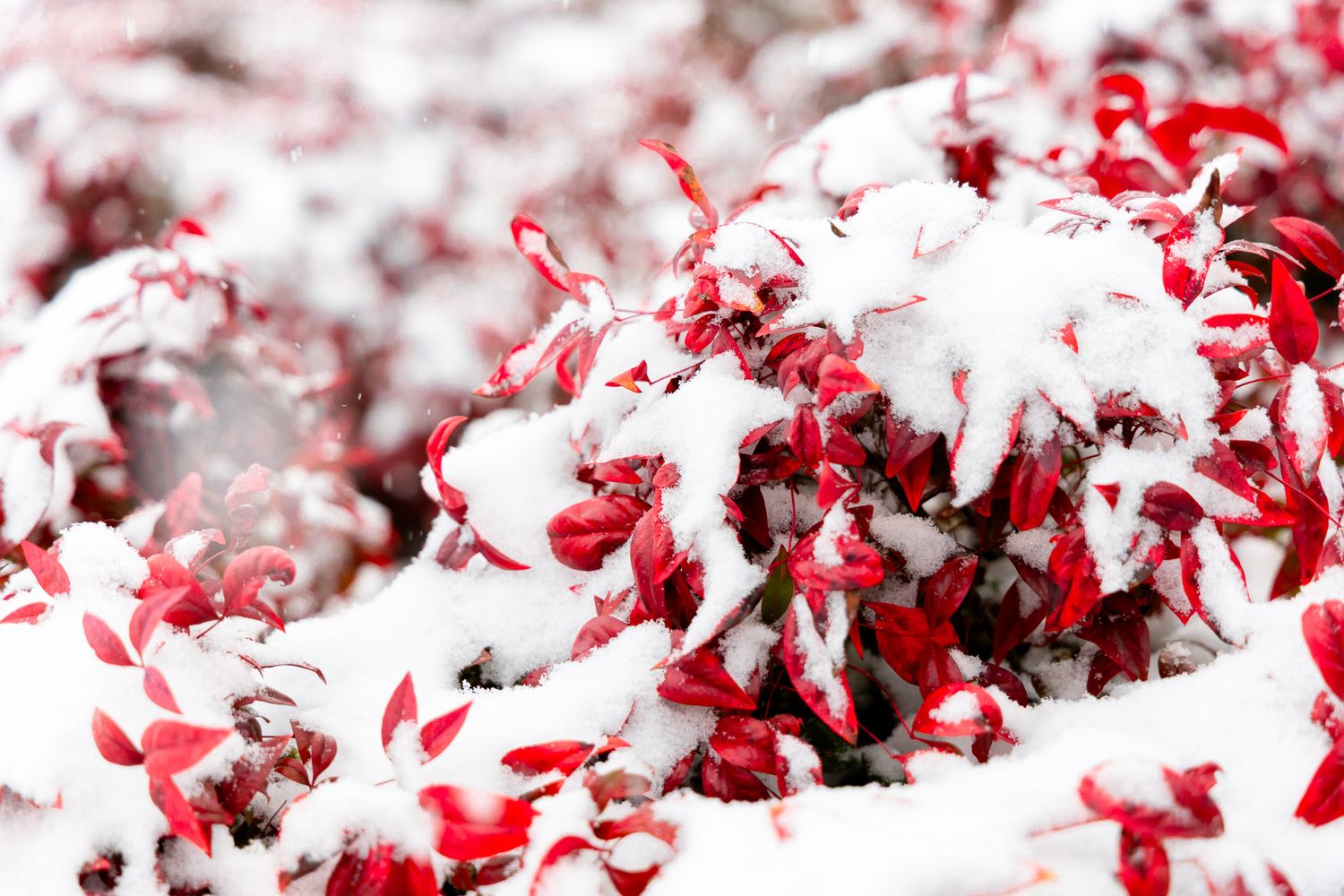 red bush in the snow