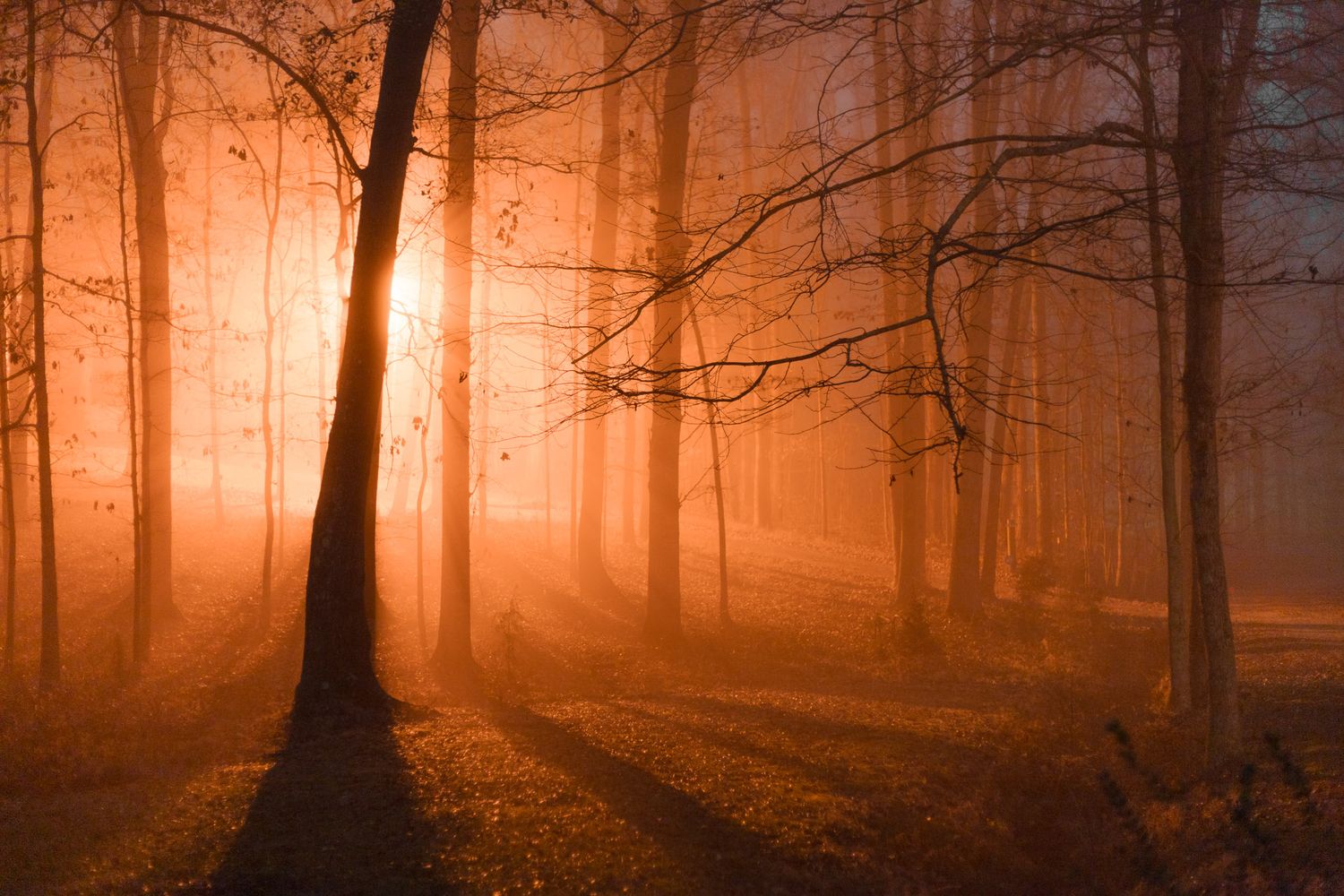 backlit forest