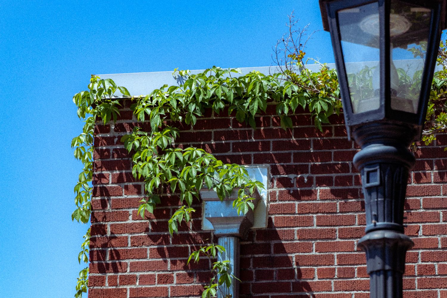 overgrown vine