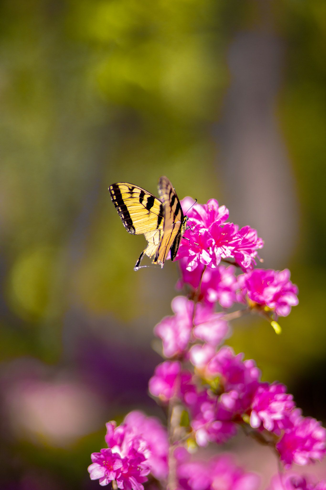 butterfly