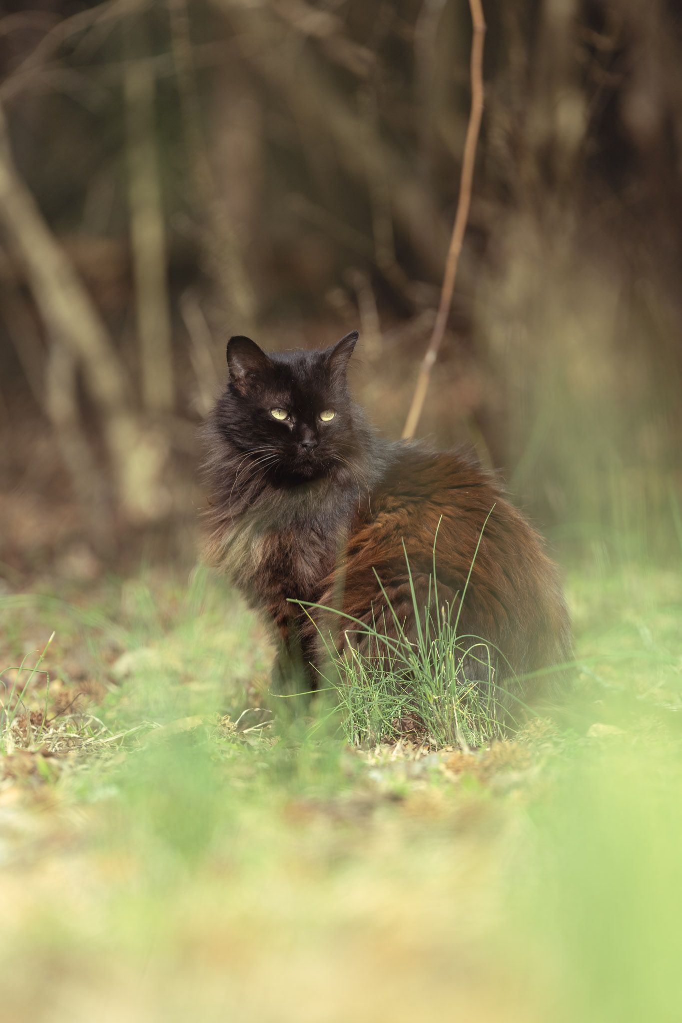 cat